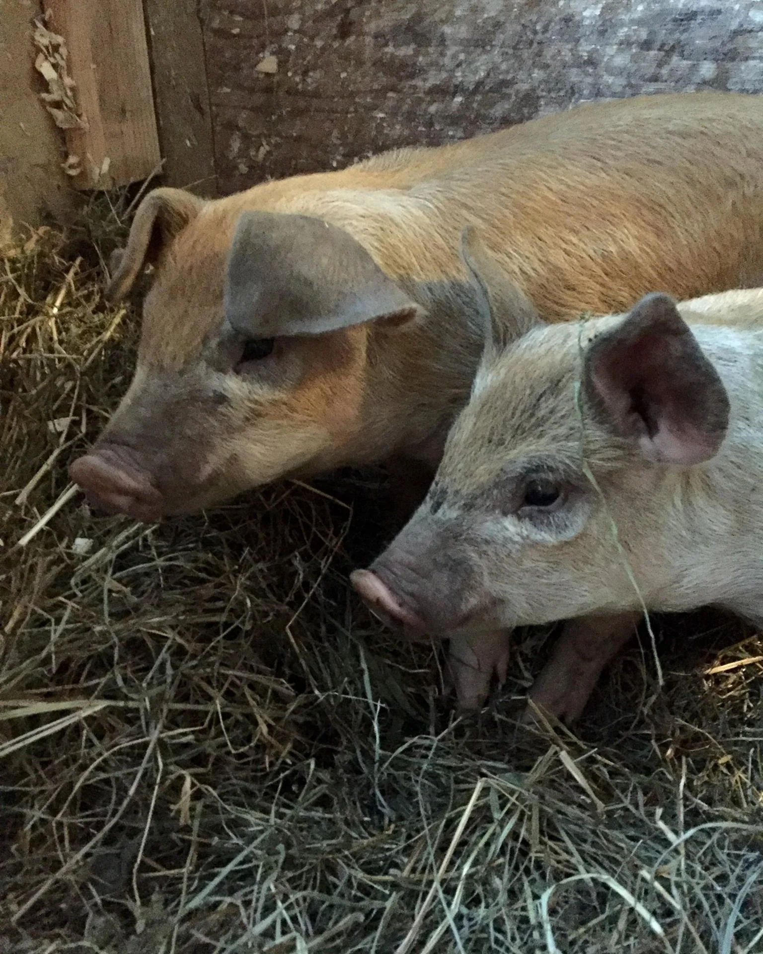 farm003.jpg