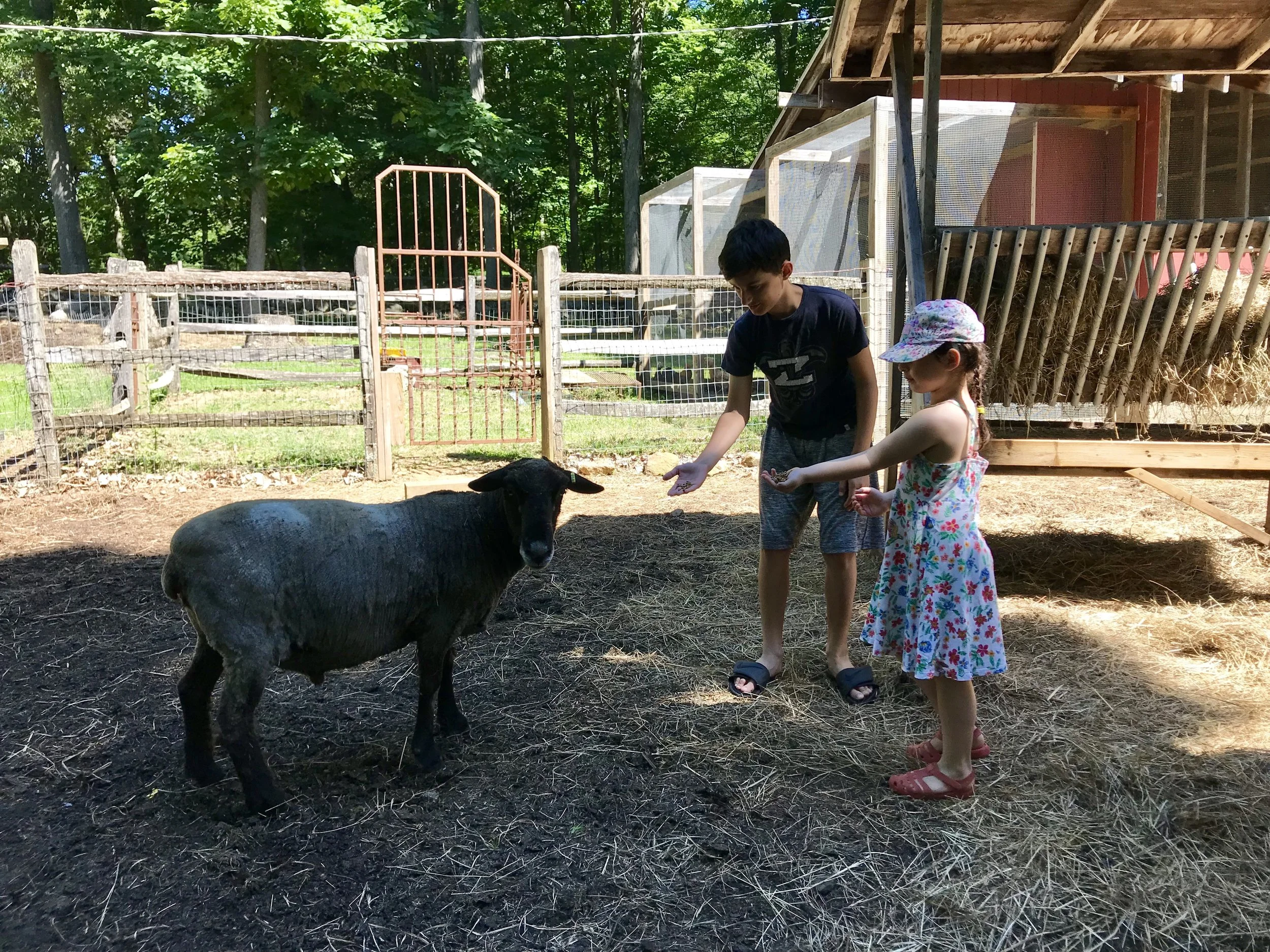 Staff kids checked on the farm animals... 
