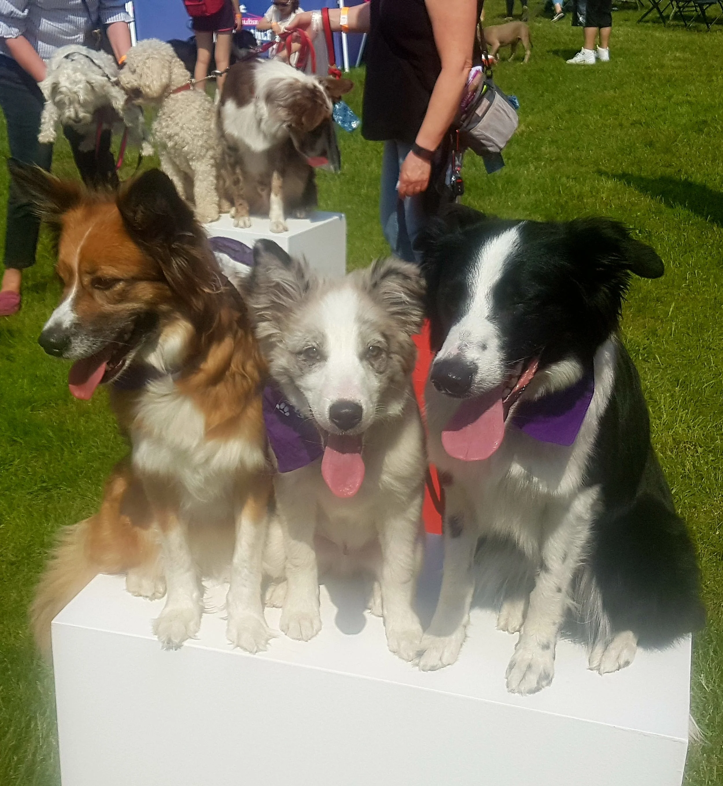 Woofstock5.jpg
