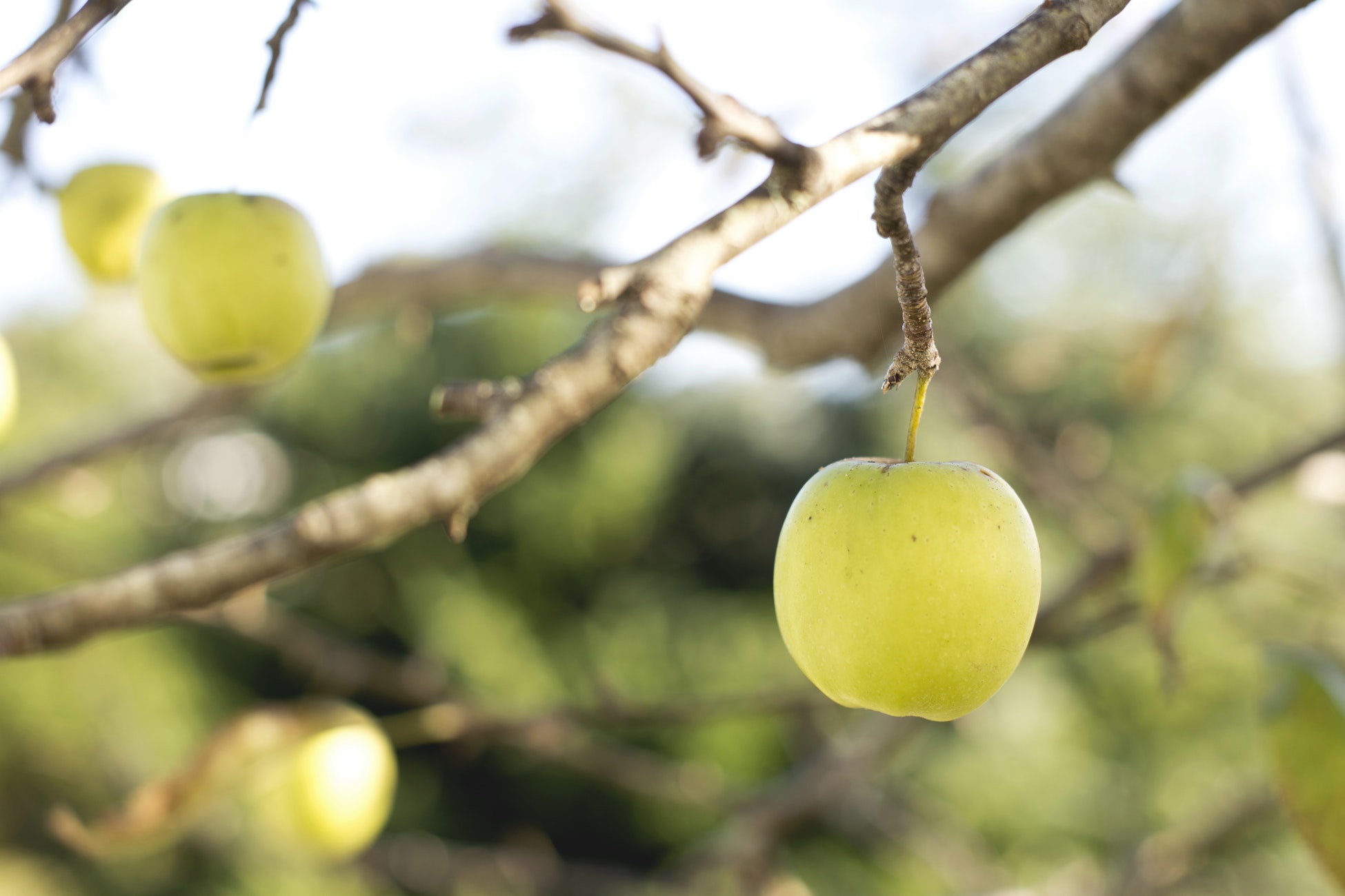 bap_apple.jpeg
