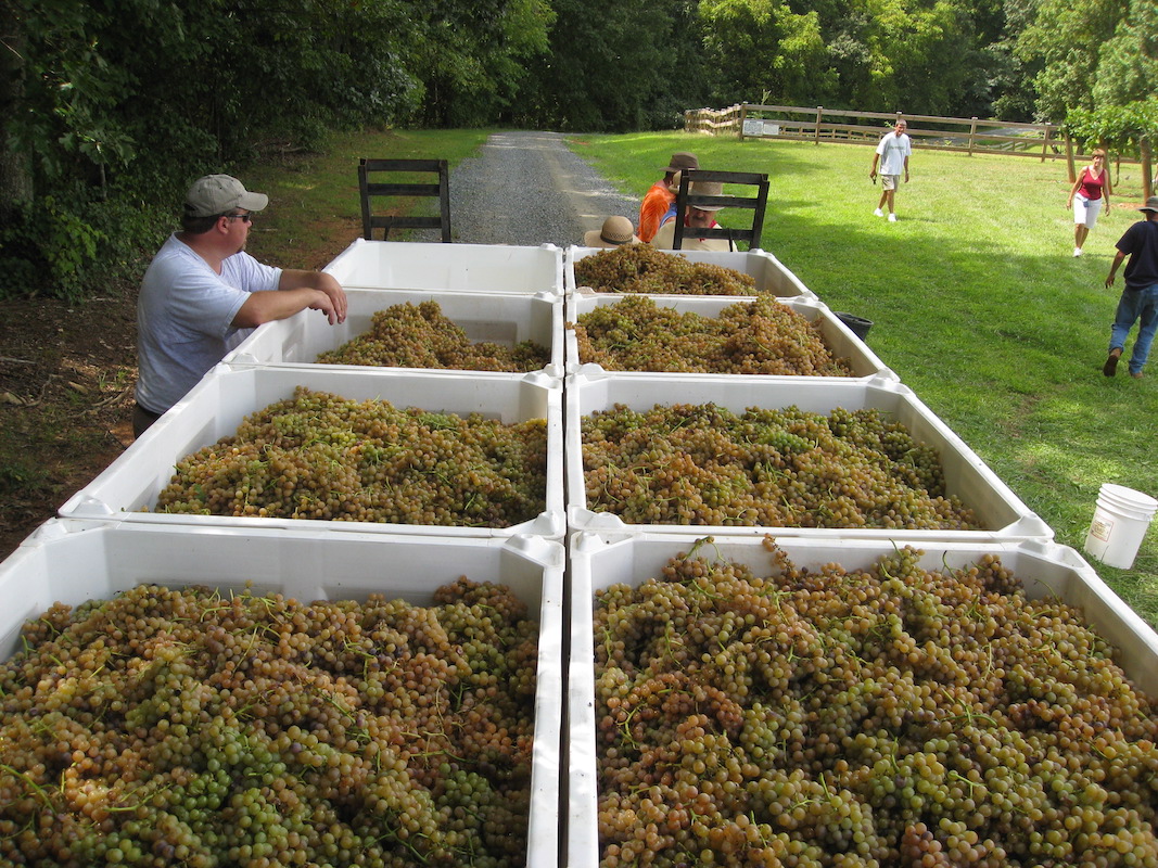 Traminette 2009 harvest 037.jpg