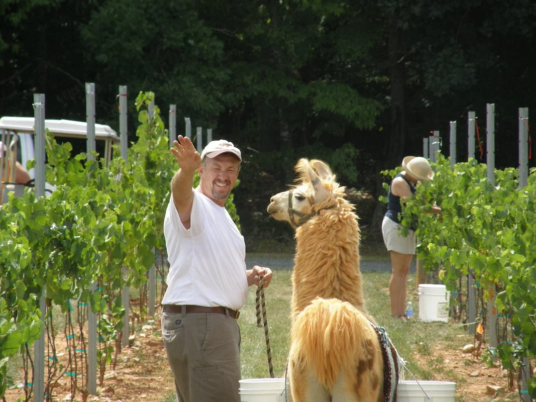Traminette harvest 082408 103.jpg