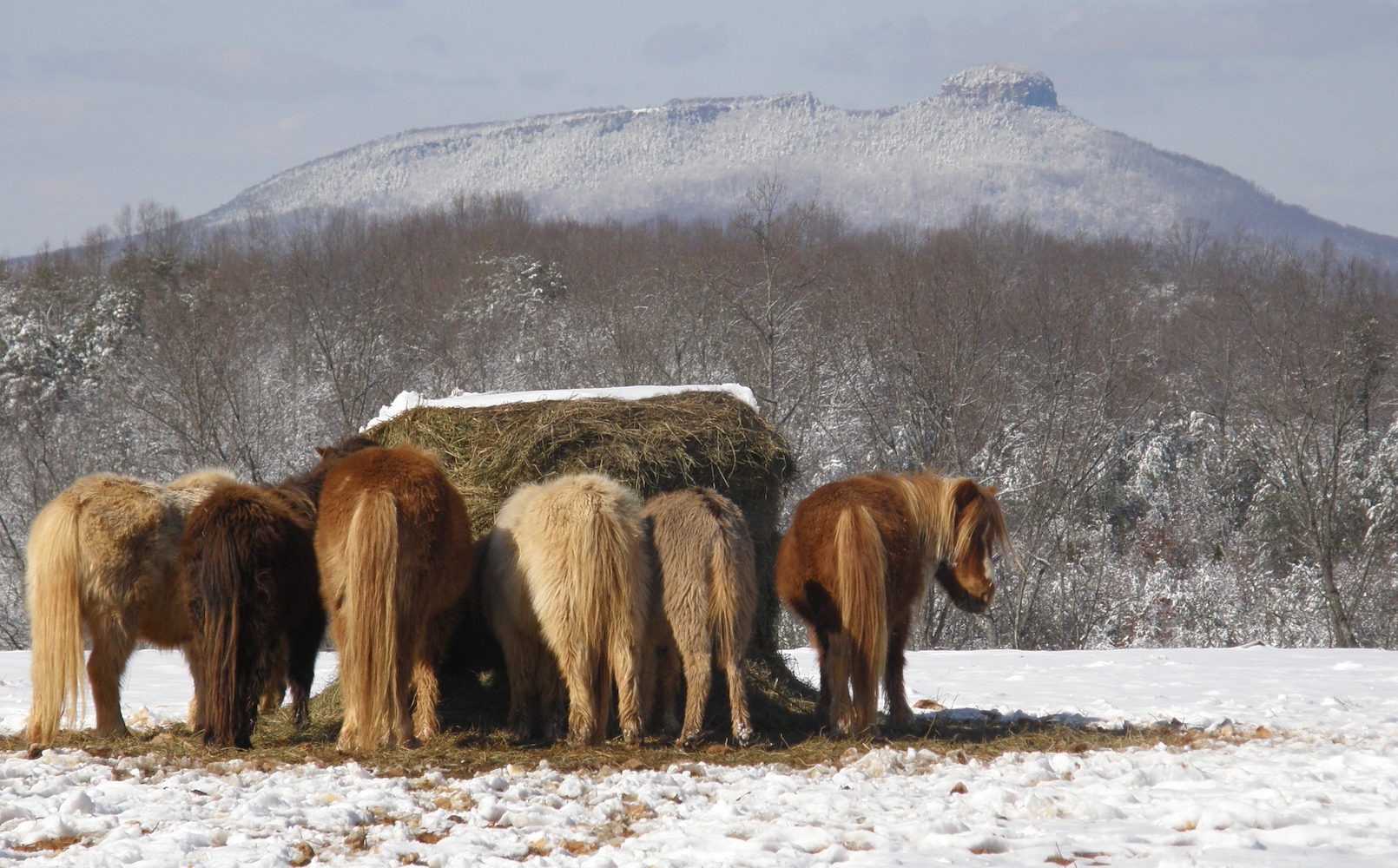 snow 030209 145.jpg