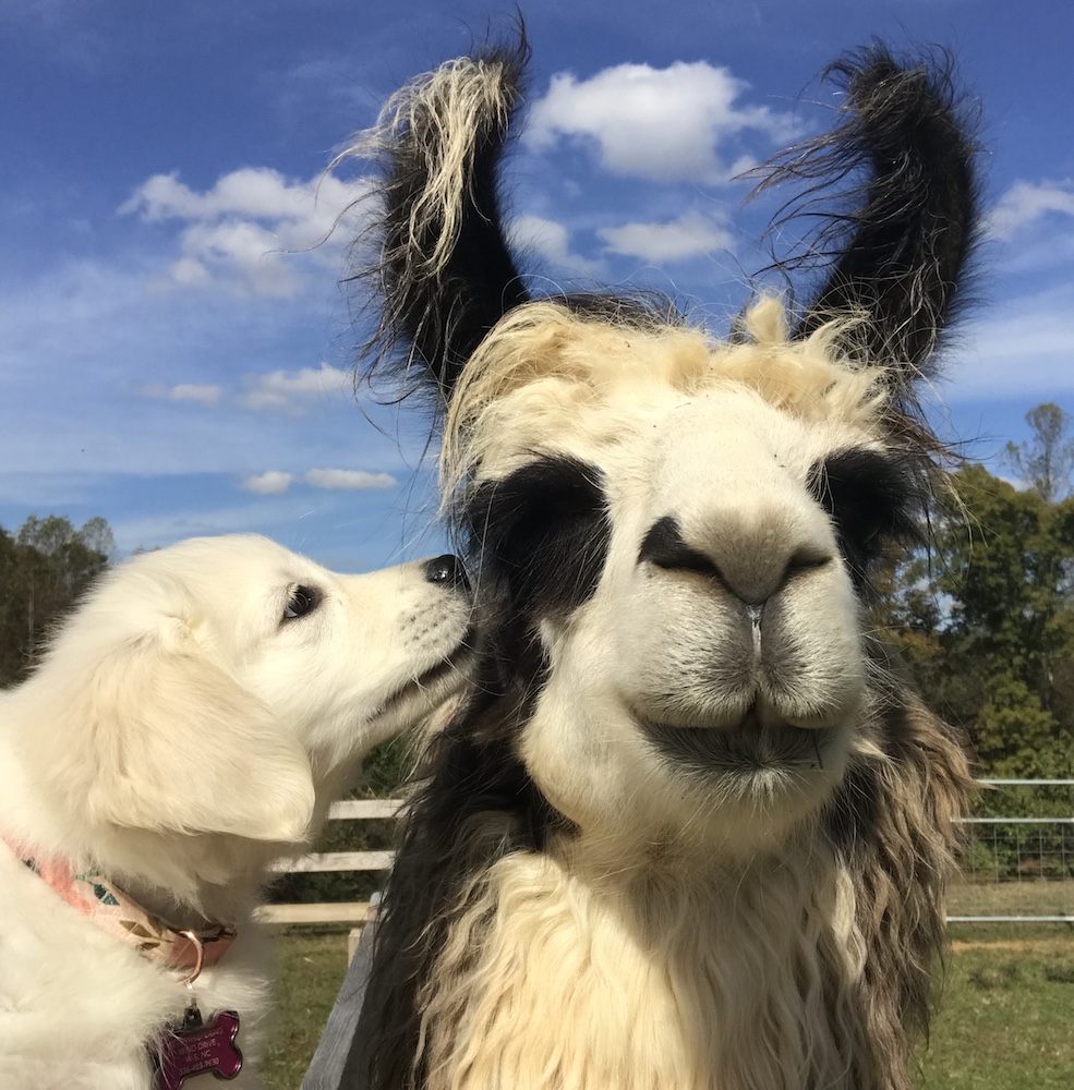 Our Llamas Divine Llama Vineyards Farm