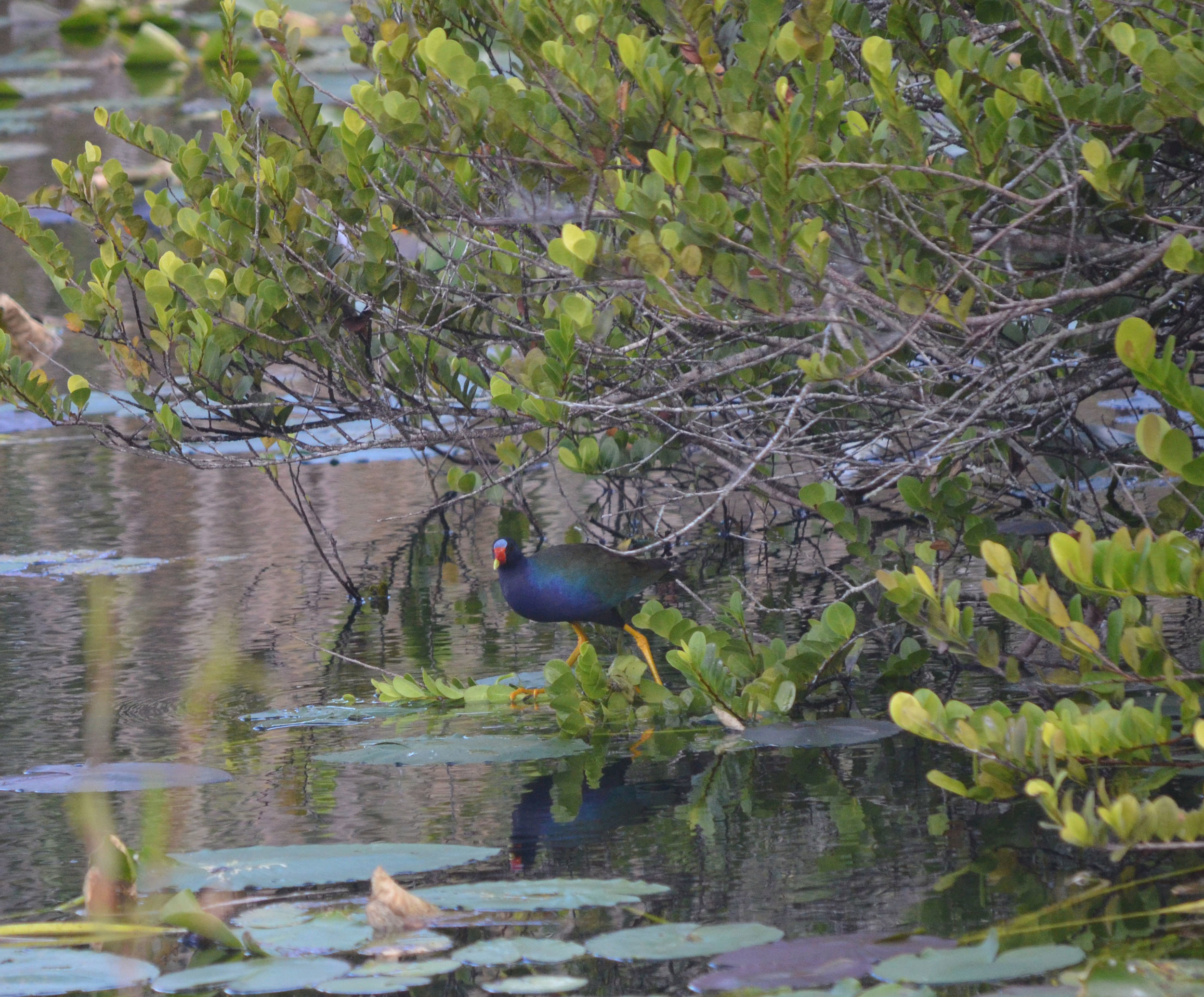 Purple Gallinule