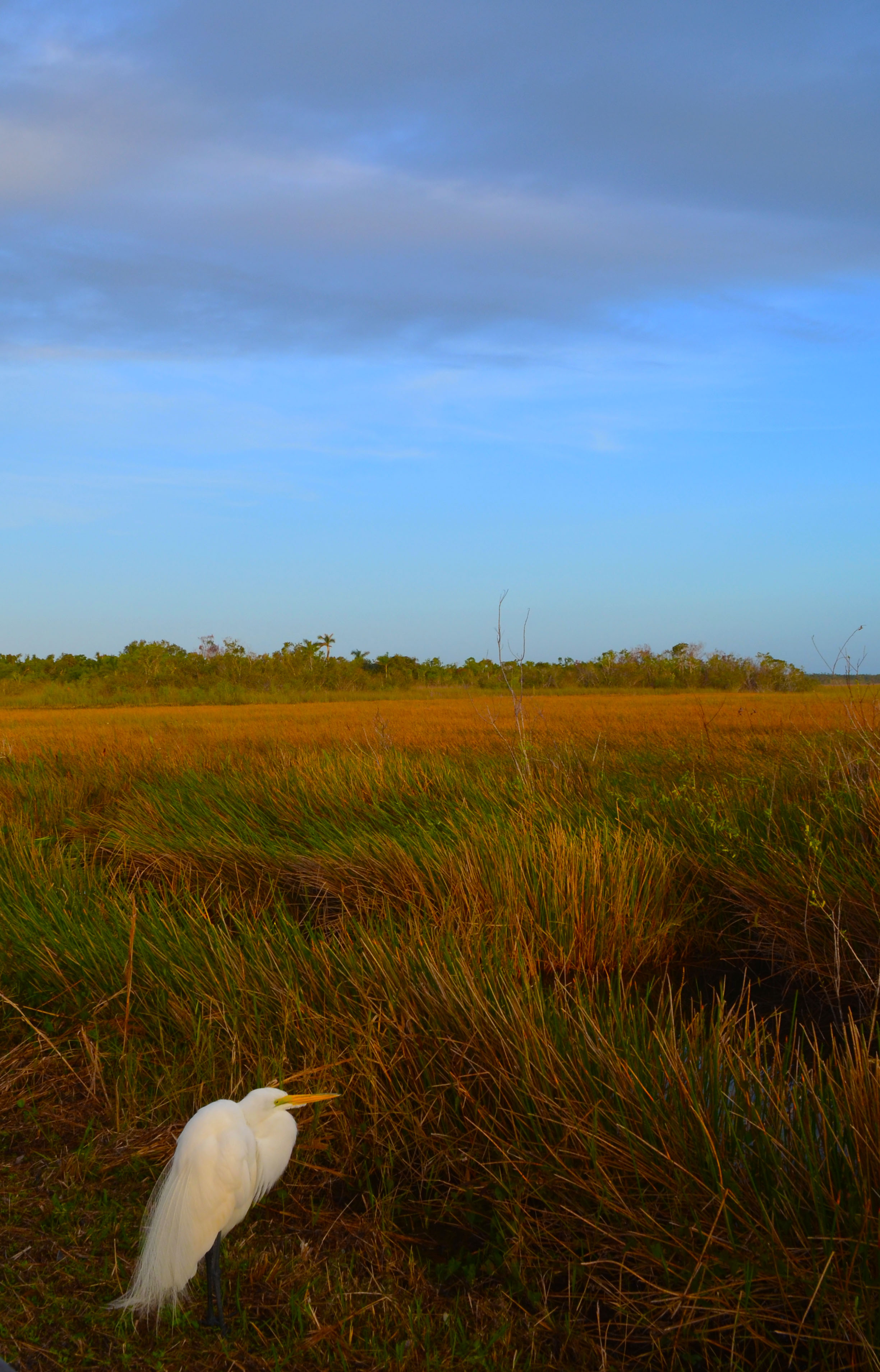 Great Heron at Anhinga Trail