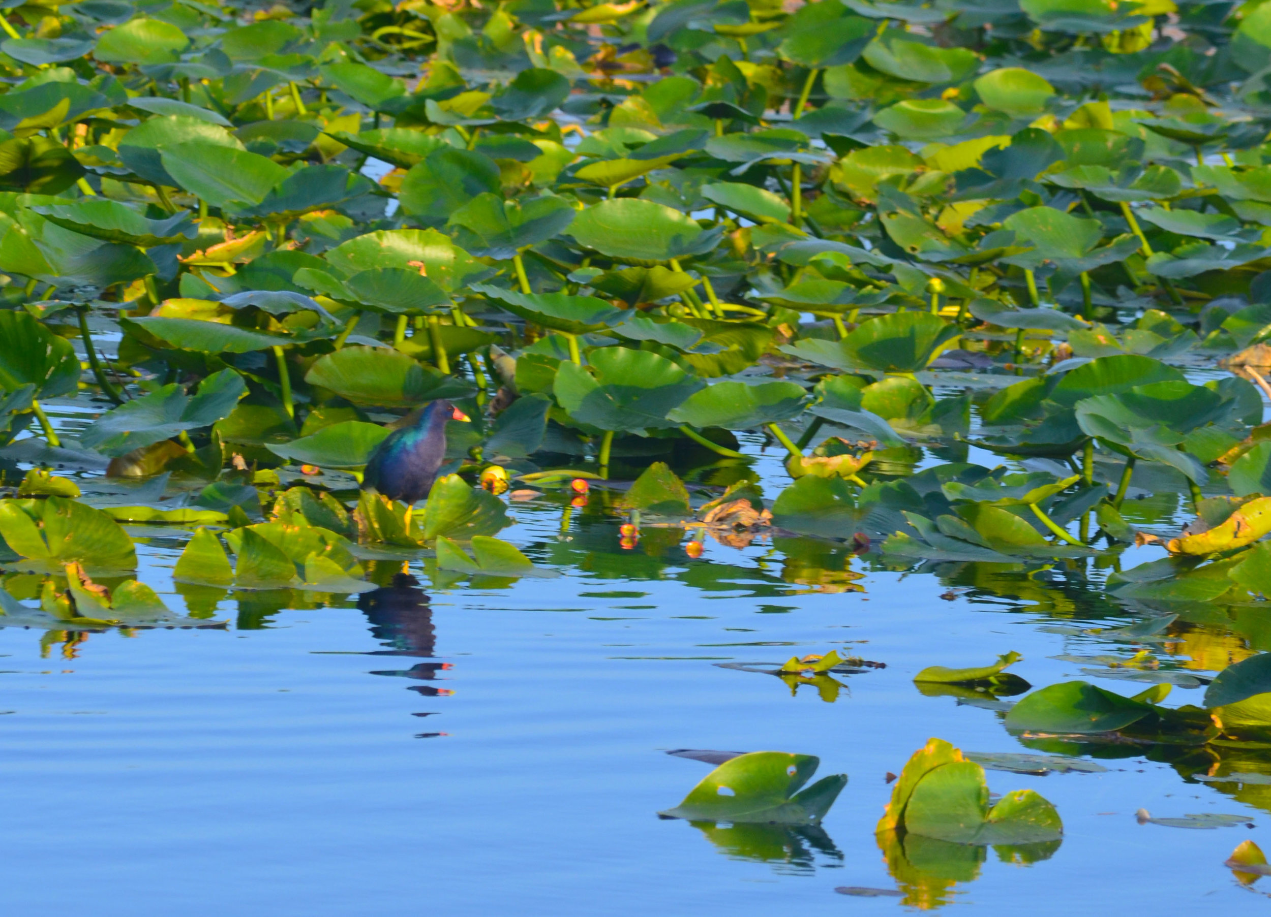 Purple Gallinule