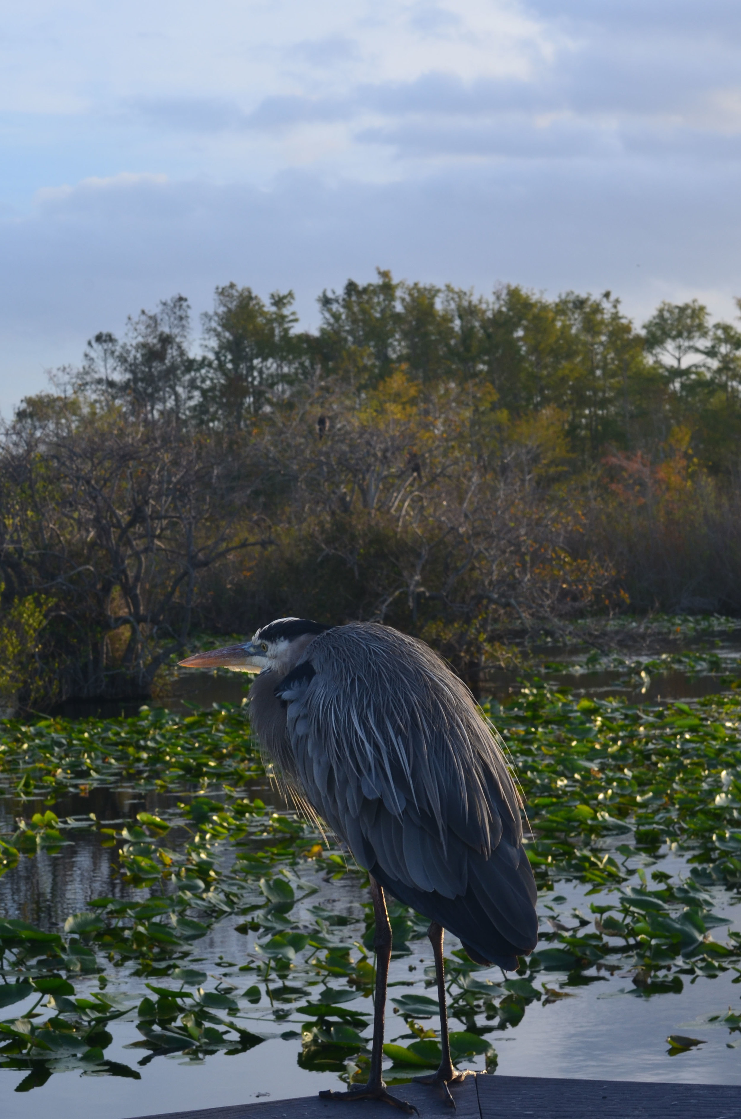 Great Blue Heron