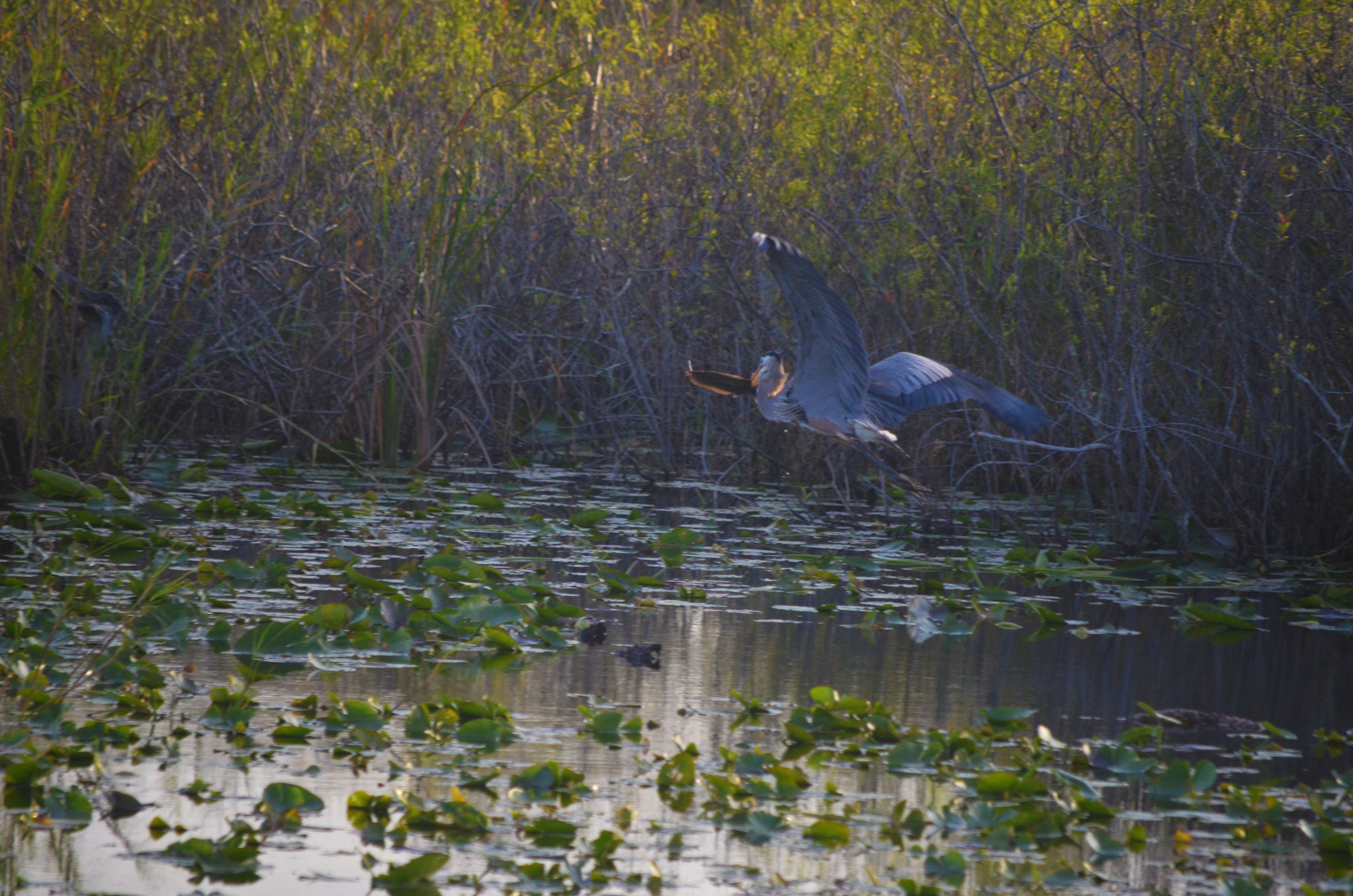 Great Blue Heron with fish