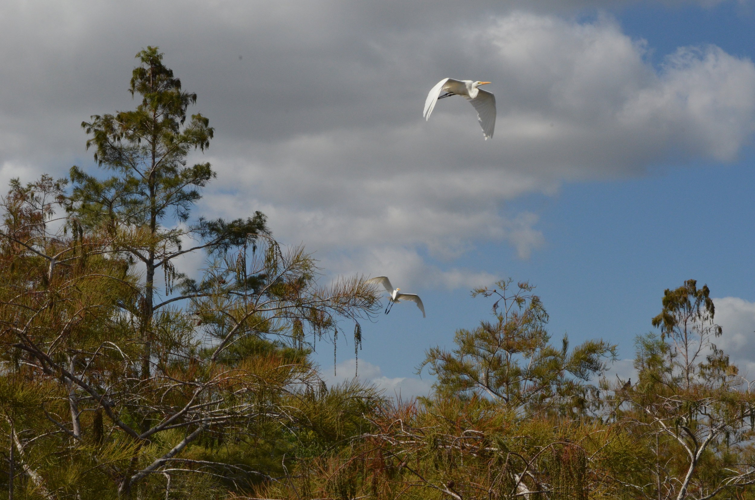 Great Heron among the Bald Cypress Trees