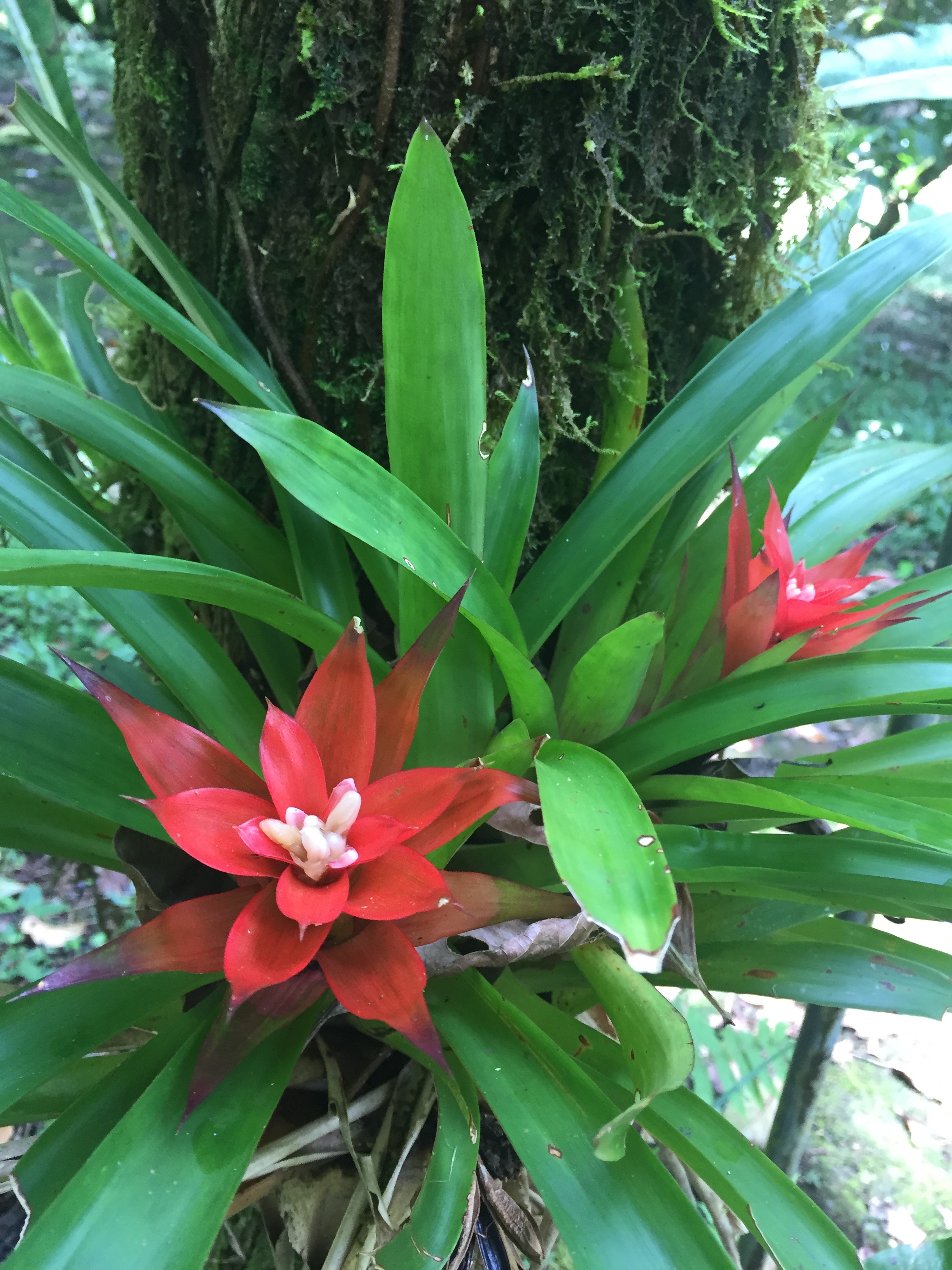 Being a botanist
