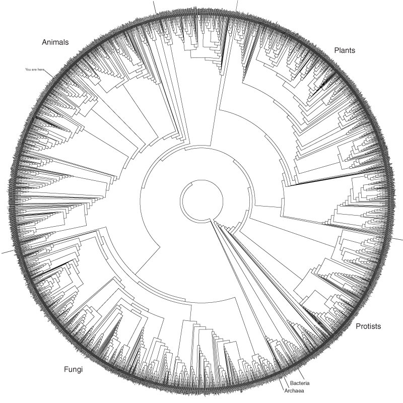 Being a botanist, Part II