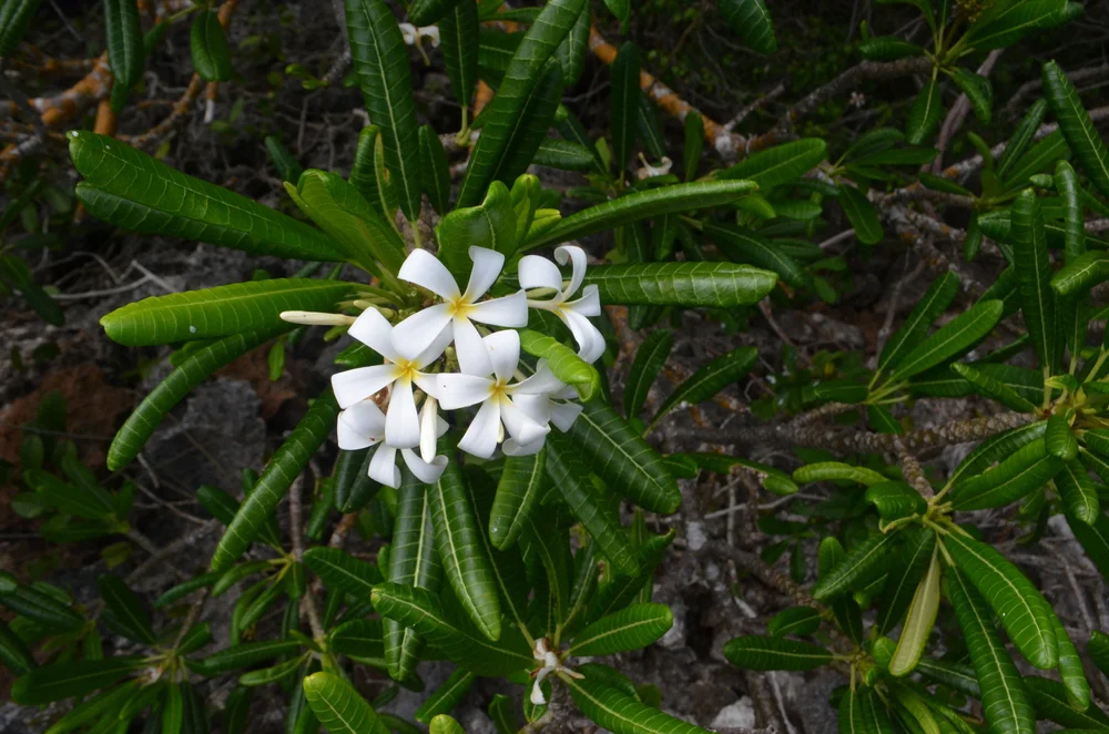 Plumeria emarginata 