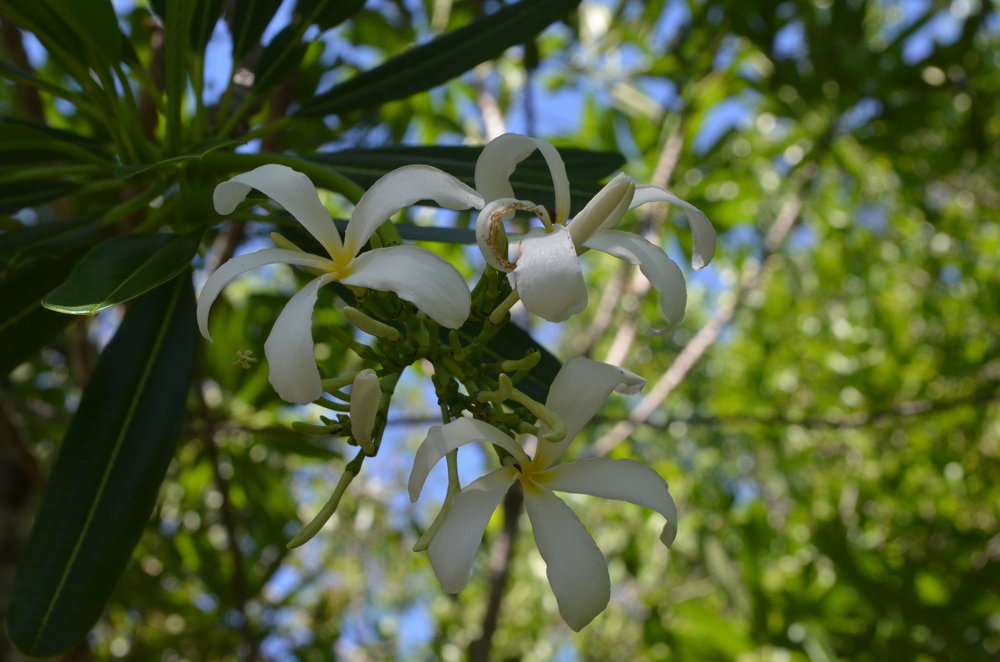 Plumeria emarginata 