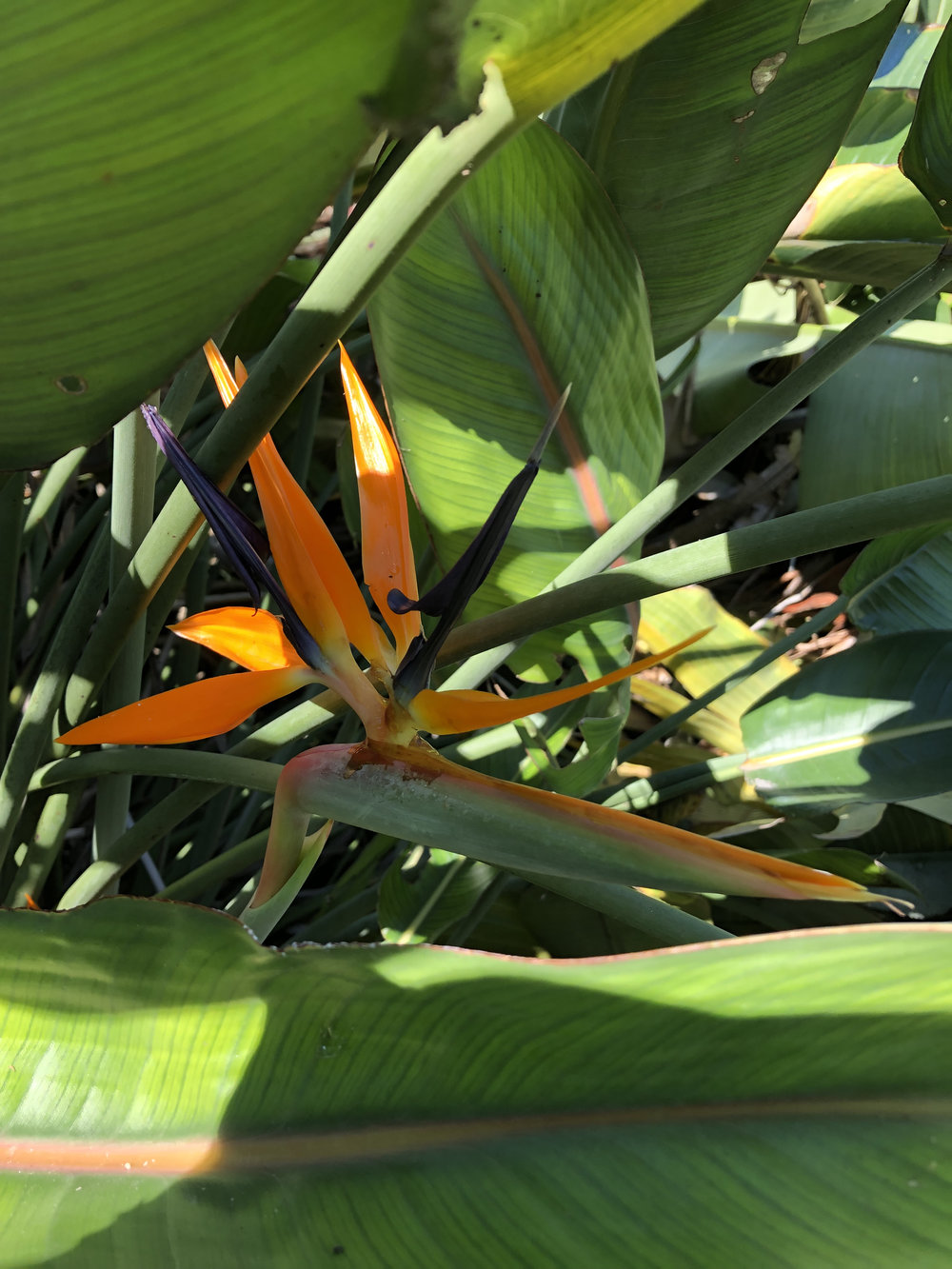   Strelitzia reginae  The bird of paradise, a widely cultivated plant, named so for its resemblance to the head and beak of a colorful exotic bird. 