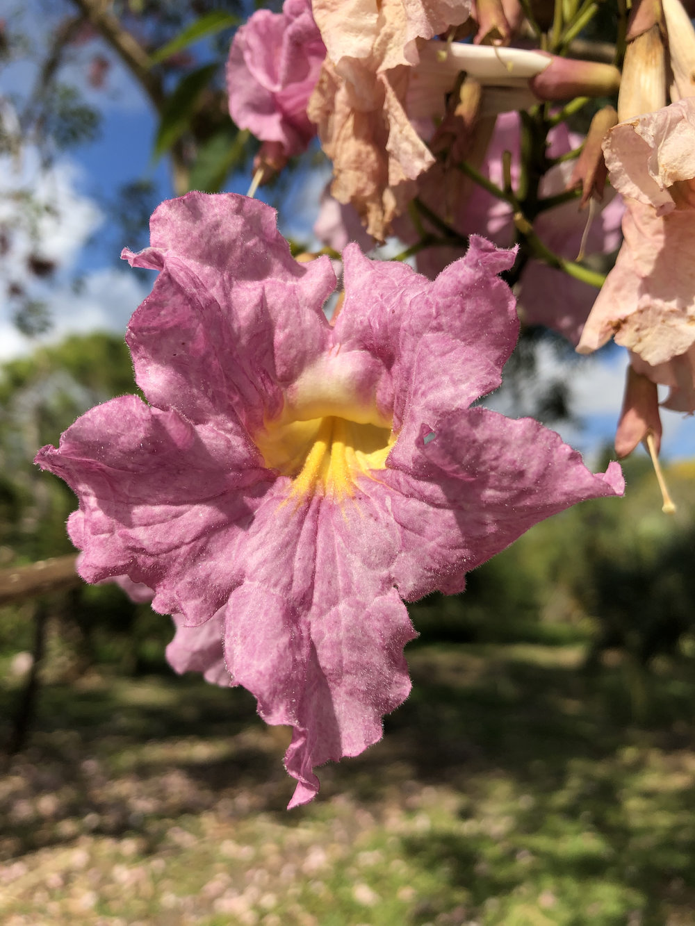   Tabebuia rosea  The rosy trumpet tree, often planted in Neotropical cities. 