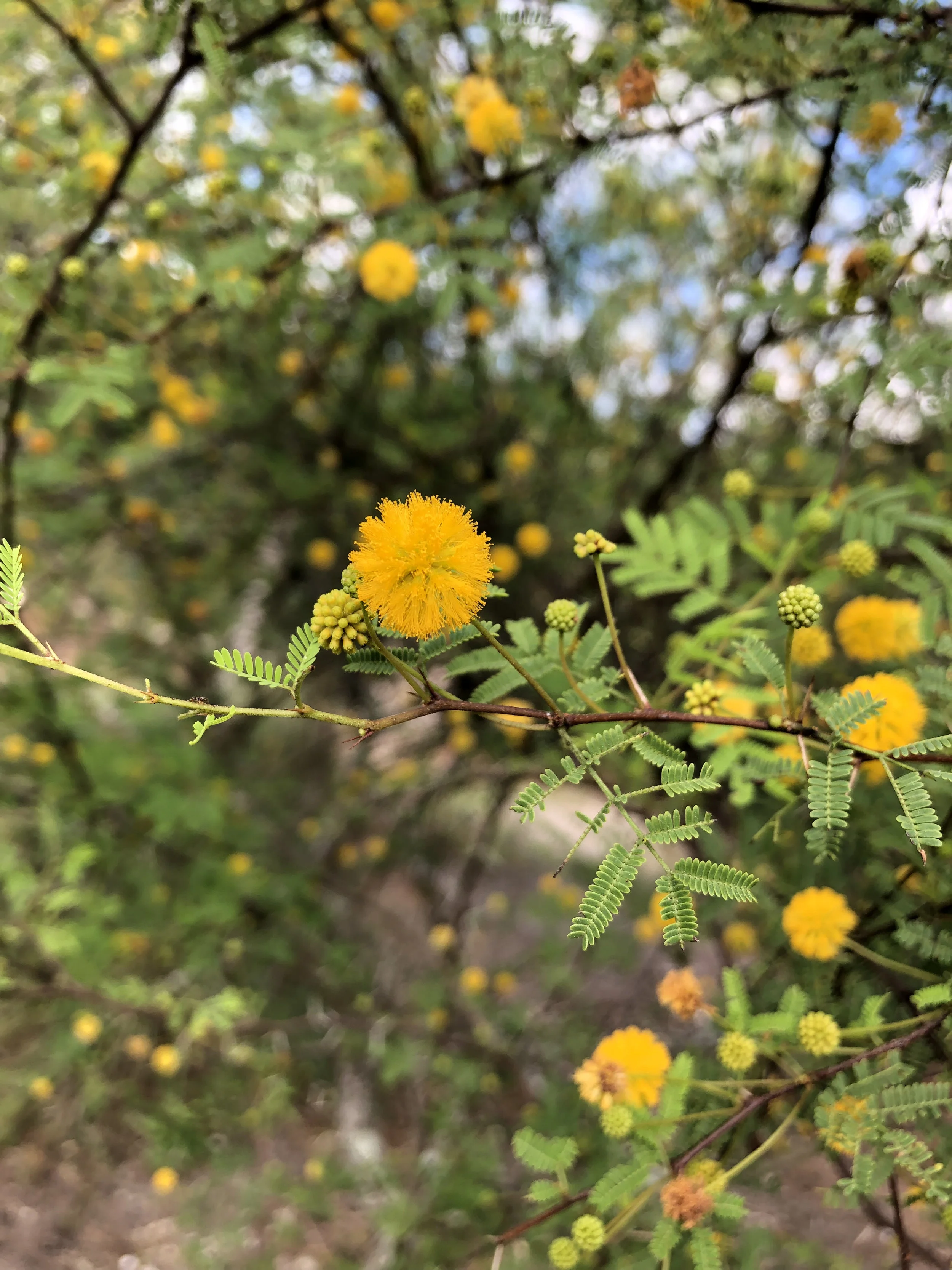 Acacia pinetorum The pineland acacia, which is endemic to Florida (meaning it doesn’t grow anywhere else). The primary larval host of Nikerbean Blue butterflies.