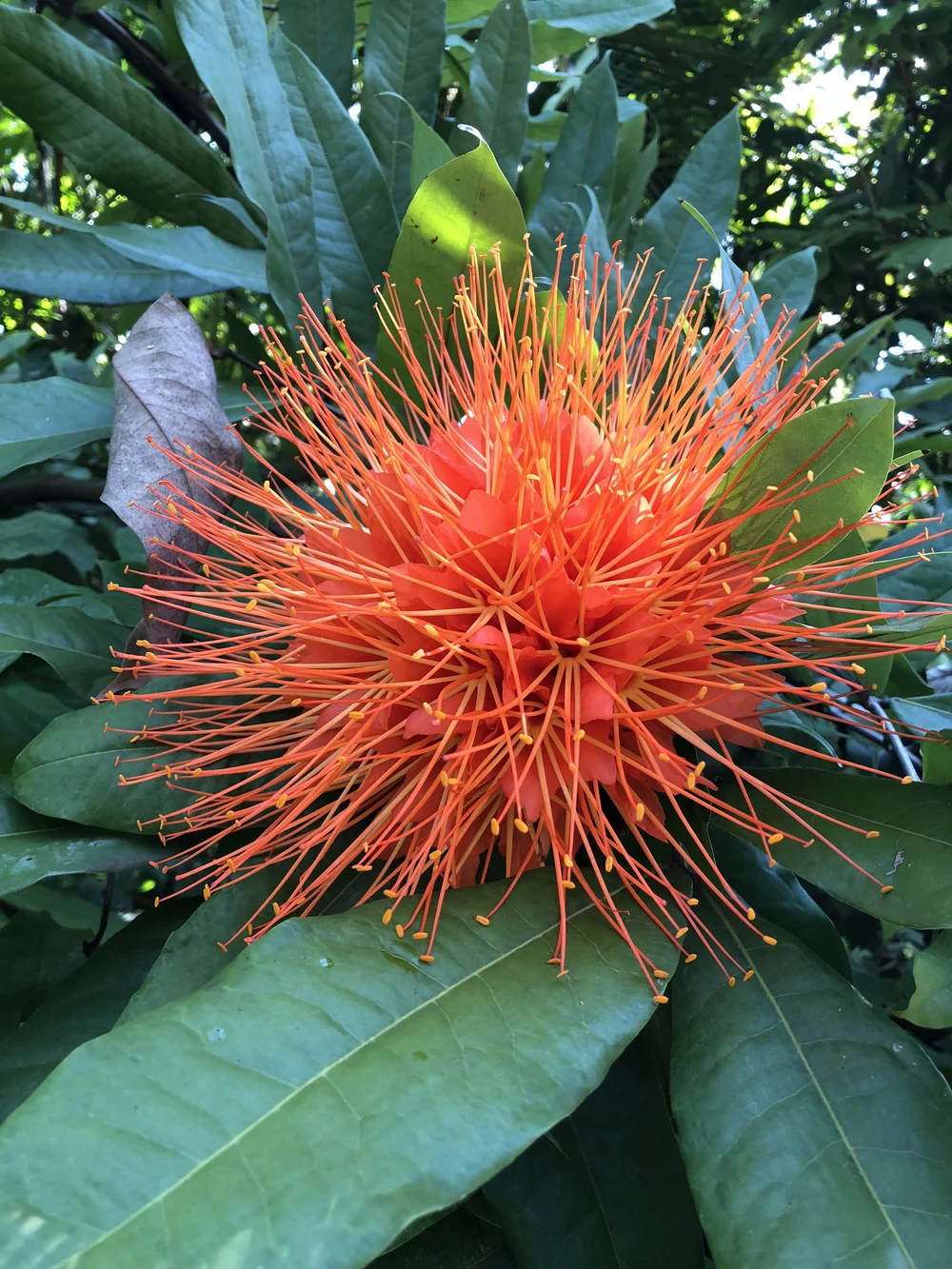   Brownea coccinea  The scarlet flame bean or Rose of Venezuela. It’s in the bean family (Fabaceae) and is native to parts of South America. 