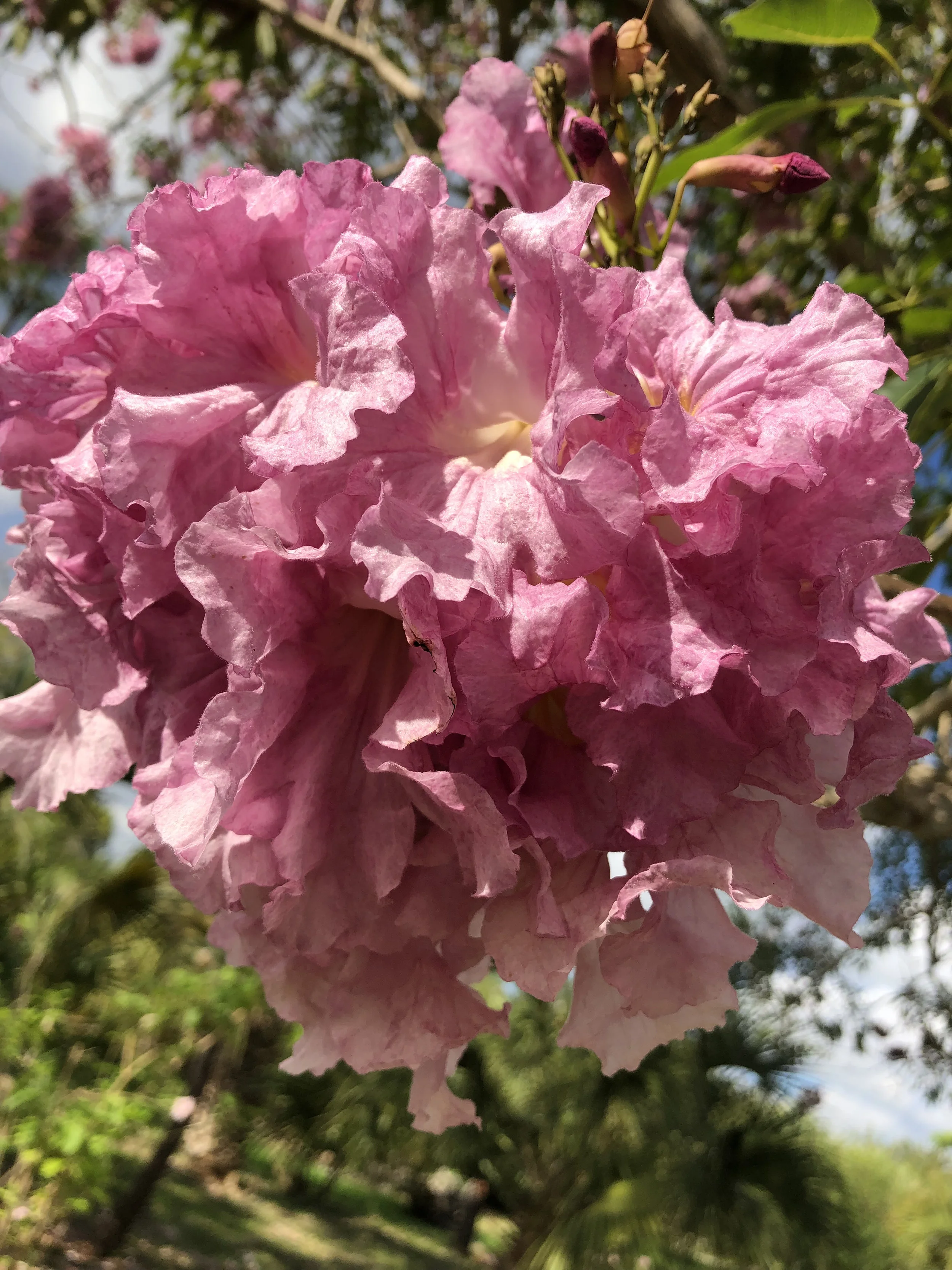 Tabebuia rosea The rosy trumpet tree, often planted in Neotropical cities.
