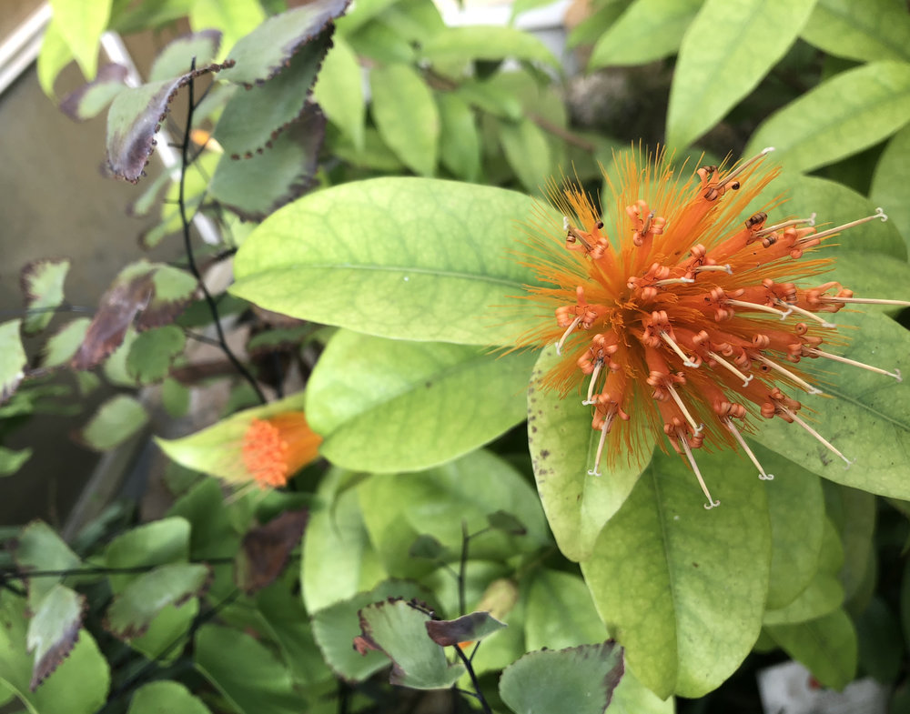   Psidium guajava  The guava, native to the Neotropics (Caribbean and the Americas), this species has many cultivars and is grown for it’s delicious fruits. 