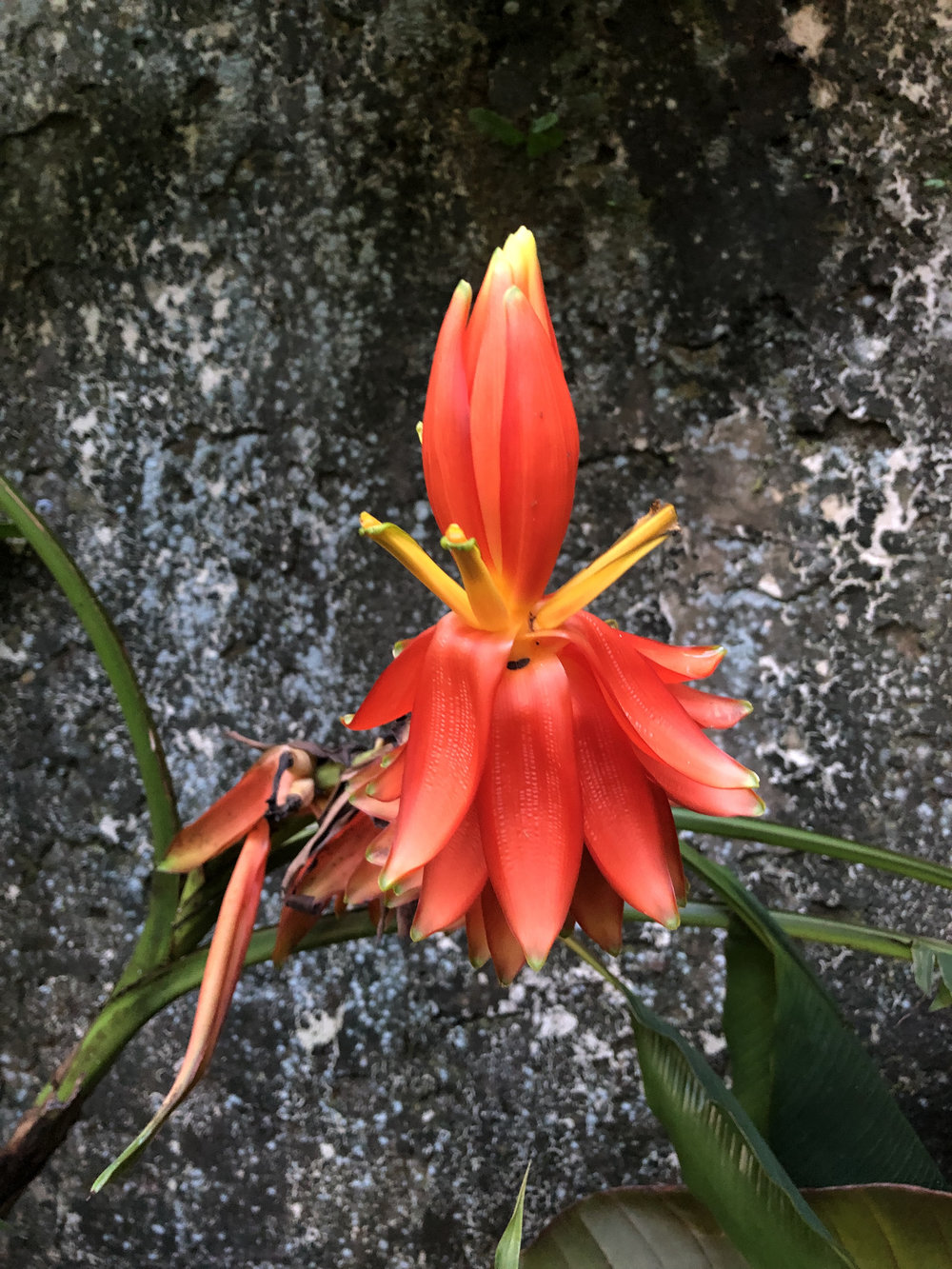   Musa haekkinenii  A wild species of banana from Northern Vietnam is blooming in the Conservatory.  