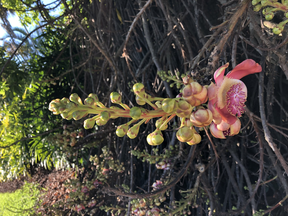   Couroupita guianensis  The cannonball tree a deciduous tree that loses its leaves in the winter. You can see it’s new leaves meaning winter is just about over. The flowers lack nectar but produce 2 types of pollen, sterile pollen which female carpe