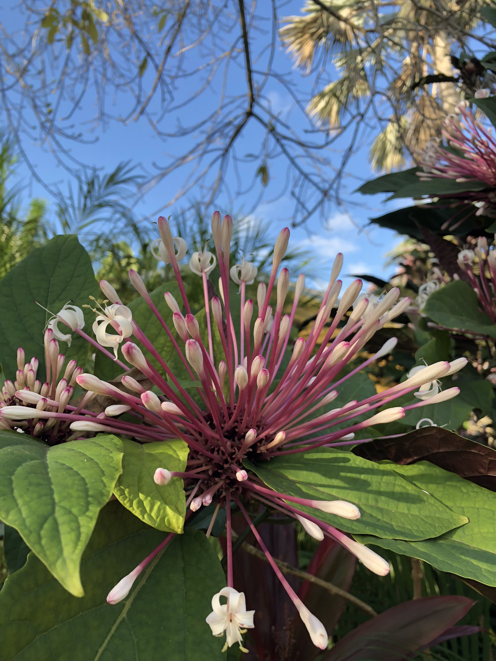   Clerodendrum quadriloculare  The q-tip tree or starburst plant is a fast growing and fairly invasive plant that I can’t help but adore. 