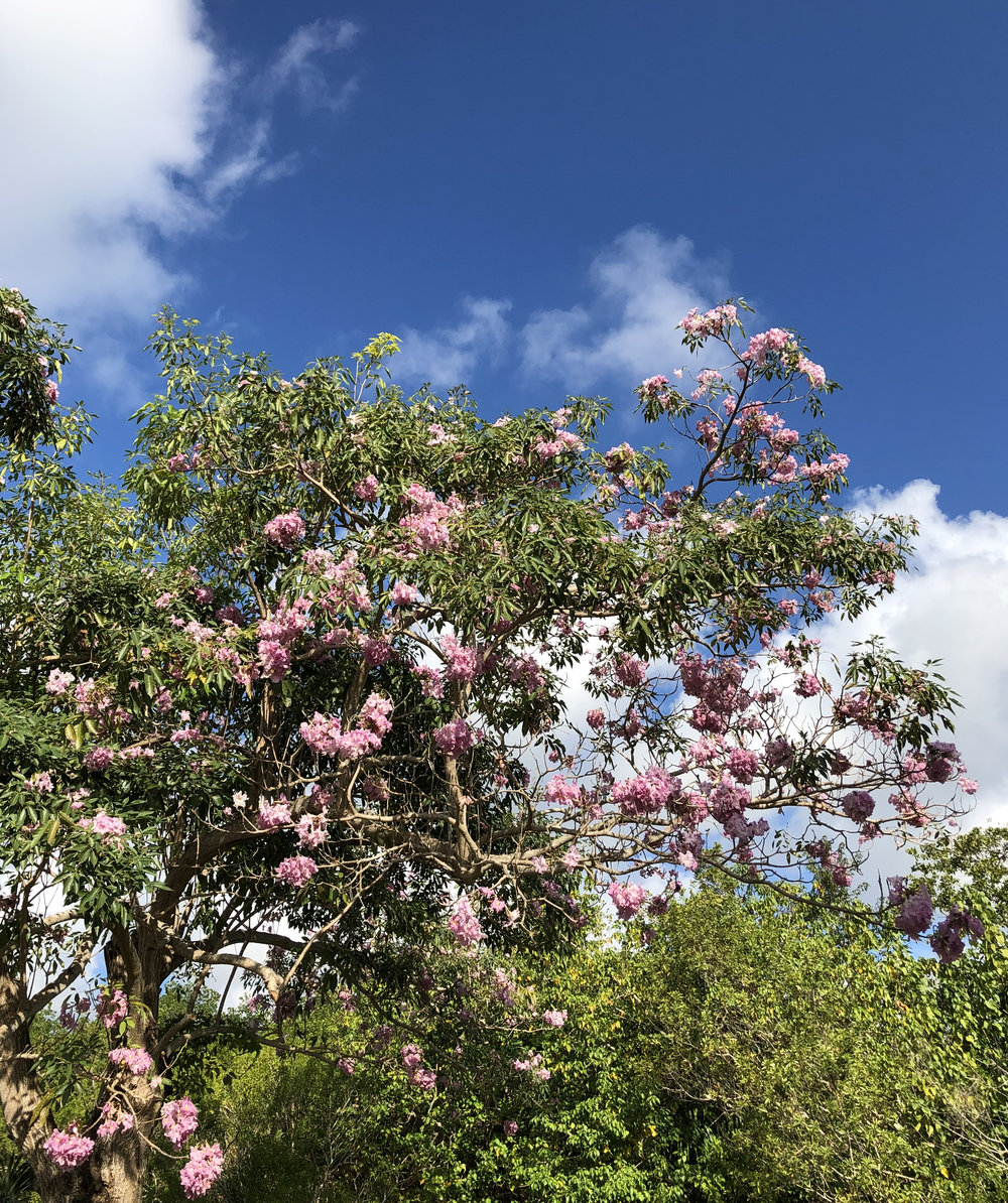   Tabebuia rosea  The rosy trumpet tree, often planted in Neotropical cities. 