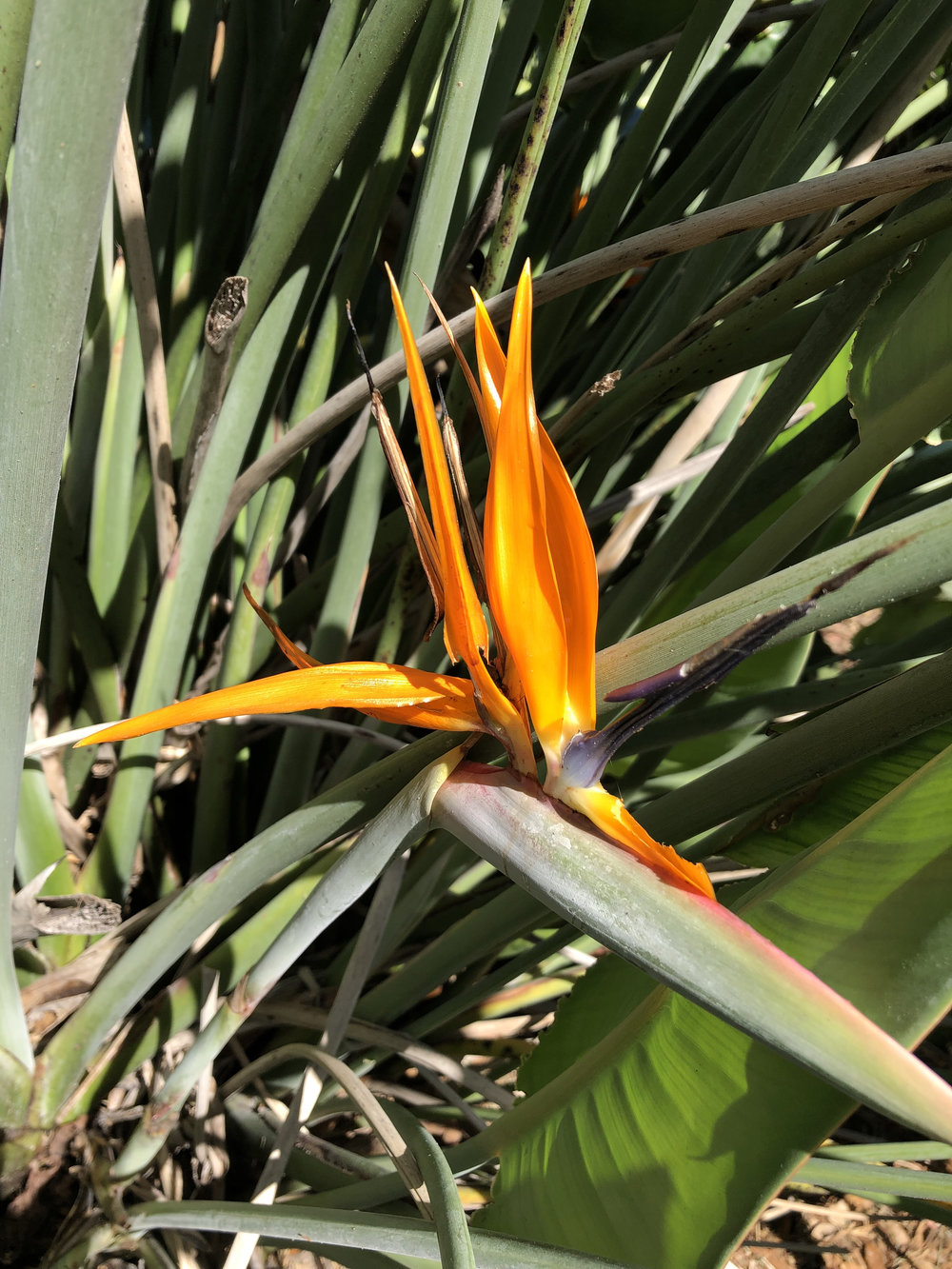   Strelitzia reginae  The bird of paradise, a widely cultivated plant, named so for its resemblance to the head and beak of a colorful exotic bird. 