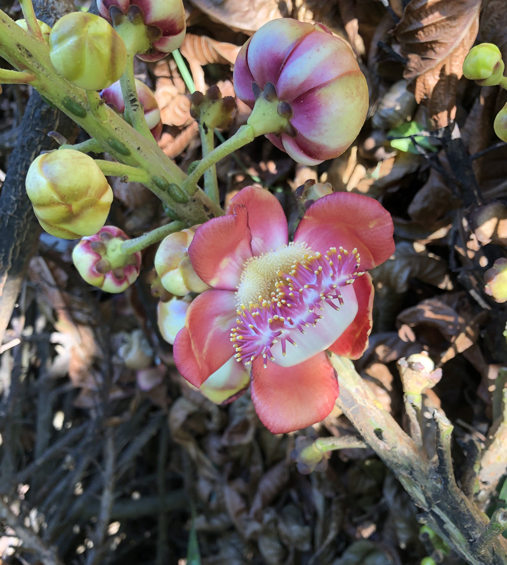   Couroupita guianensis  The cannonball tree a deciduous tree that loses its leaves in the winter. You can see it’s new leaves meaning winter is just about over. The flowers lack nectar but produce 2 types of pollen, sterile pollen which female carpe