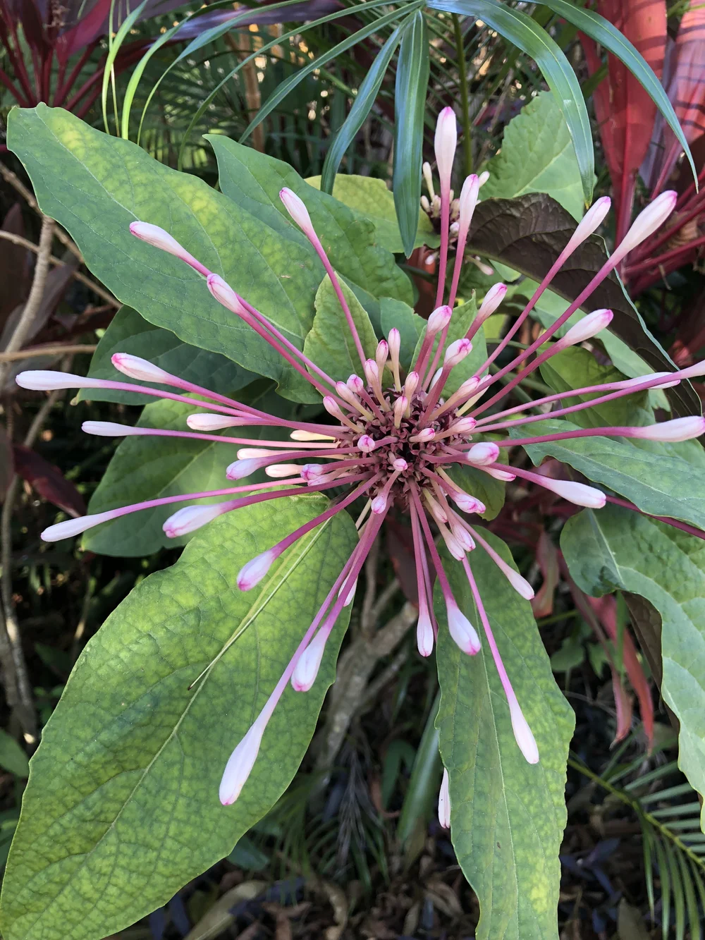   Clerodendrum quadriloculare  The q-tip tree or starburst plant is a fast growing and fairly invasive plant that I can’t help but adore. 
