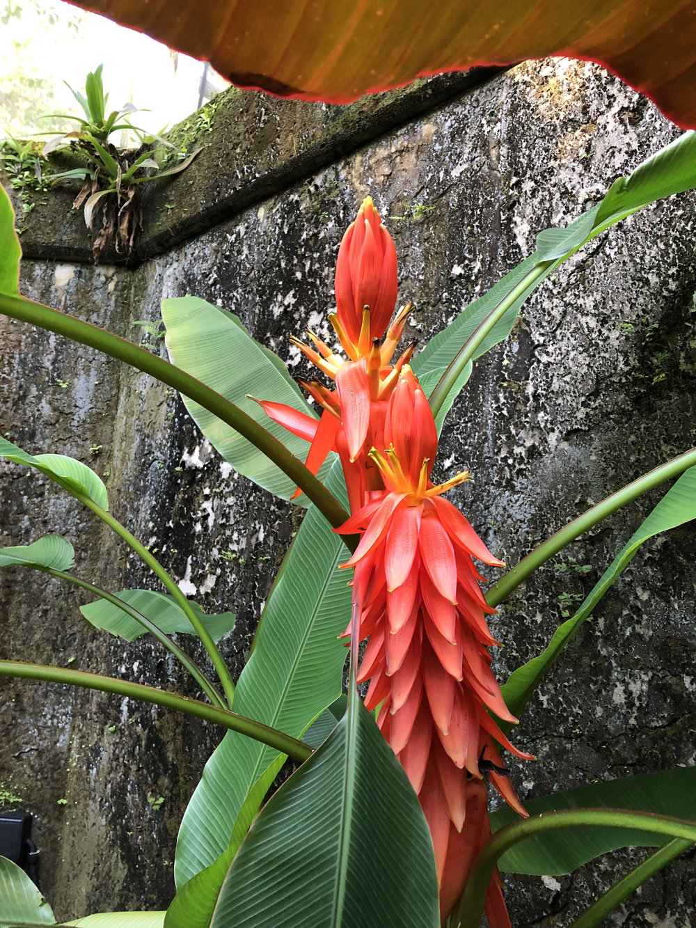   Musa haekkinenii  A wild species of banana from Northern Vietnam is blooming in the Conservatory.  