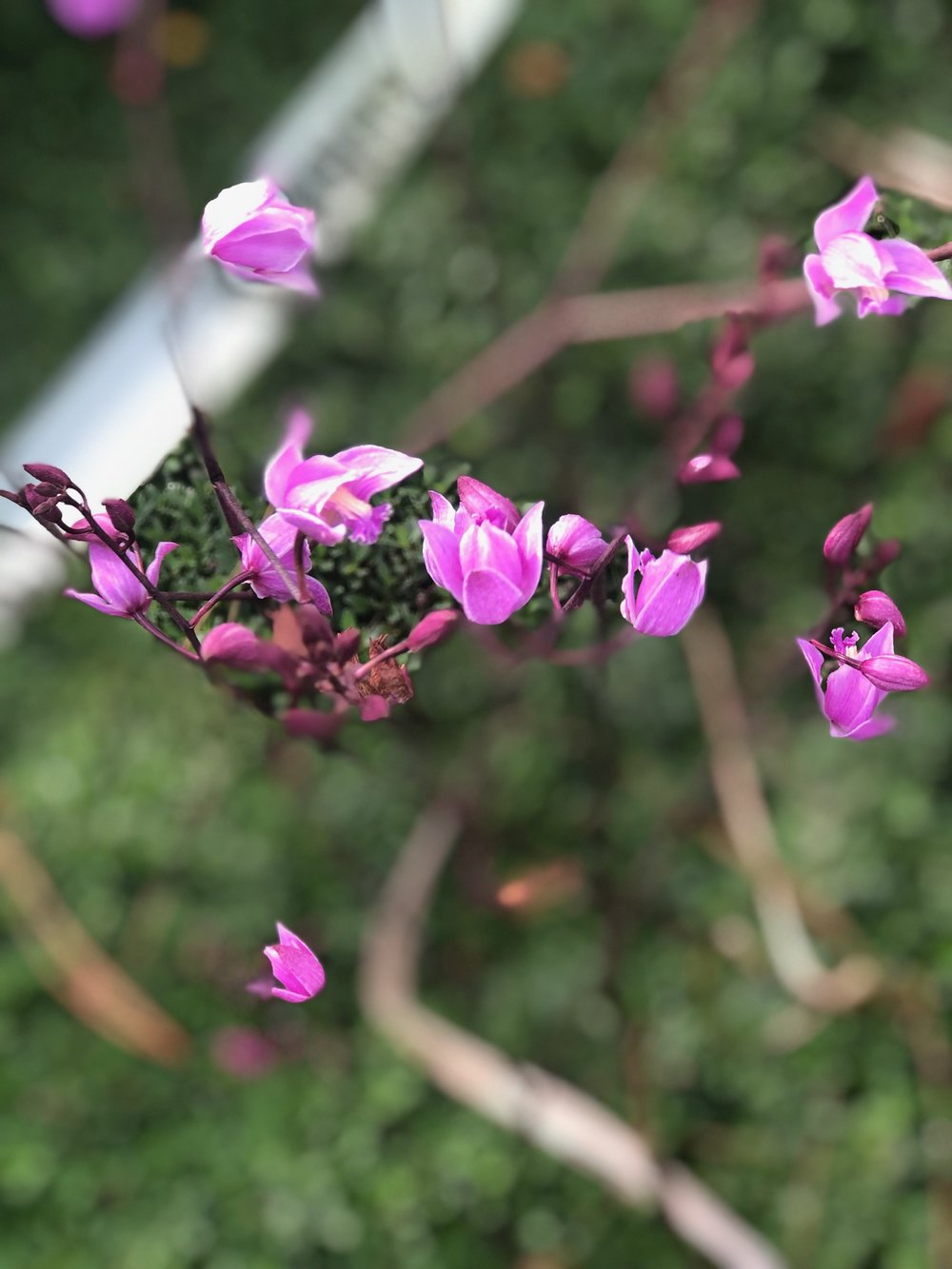   Bletia purpurea  A terrestrial orchid, commonly called the pine pink orchid. It’s native to the highly endangered pine rockland habitat and cypress swamps and is threatened in the state of Florida.  Photo: Dr. Jason Downing 