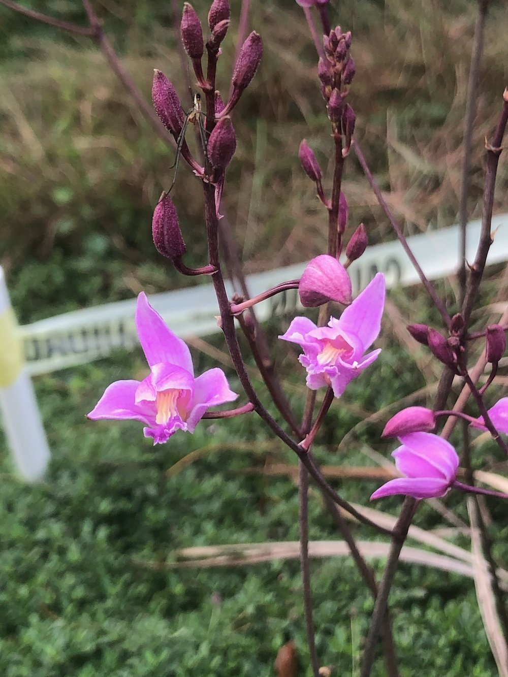  Bletia purpurea  A terrestrial orchid, commonly called the pine pink orchid. It’s native to the highly endangered pine rockland habitat and cypress swamps and is threatened in the state of Florida.  Photo: Dr. Jason Downing 