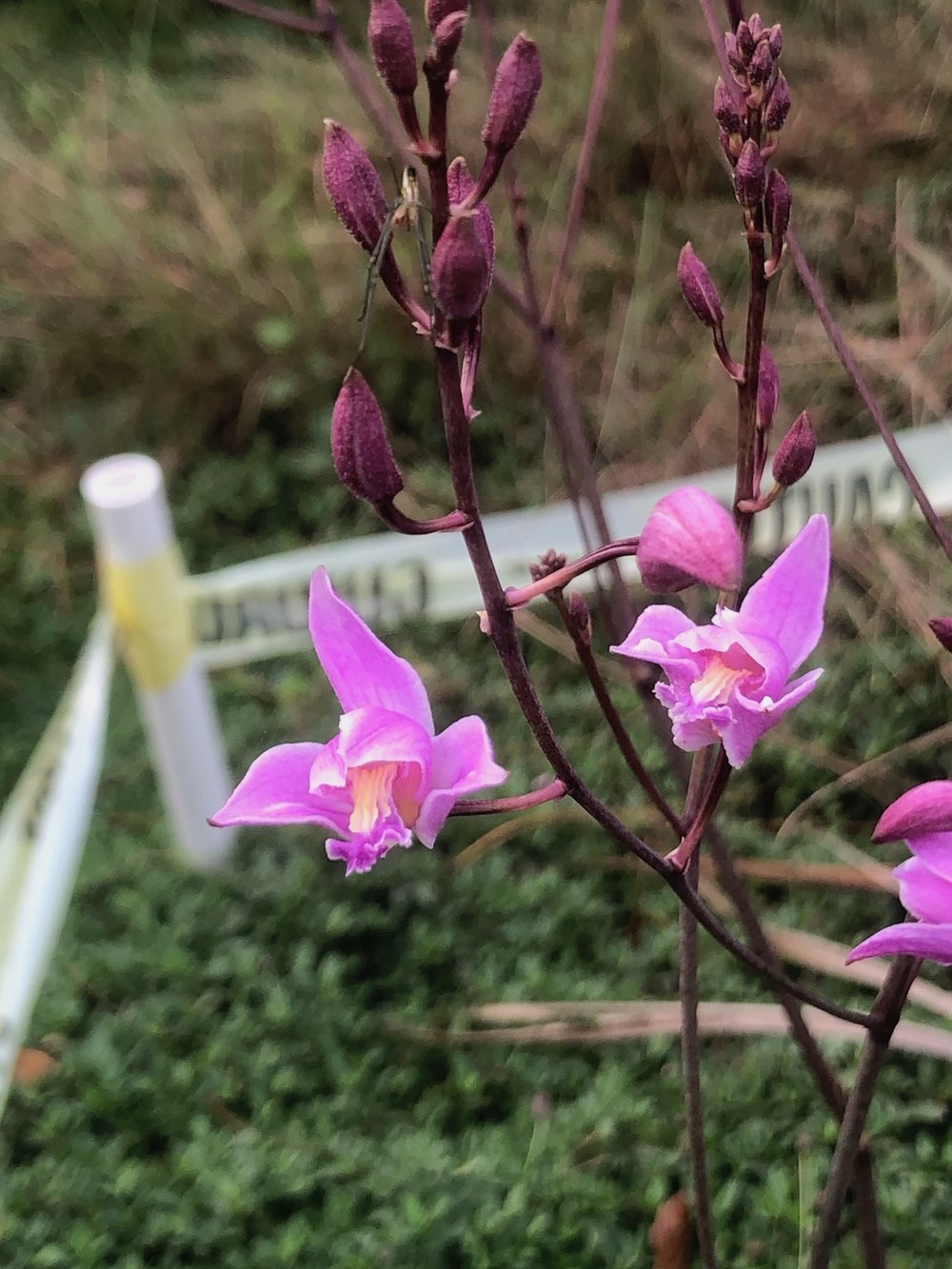   Bletia purpurea  A terrestrial orchid, commonly called the pine pink orchid. It’s native to the highly endangered pine rockland habitat and cypress swamps and is threatened in the state of Florida.  Photo: Dr. Jason Downing 