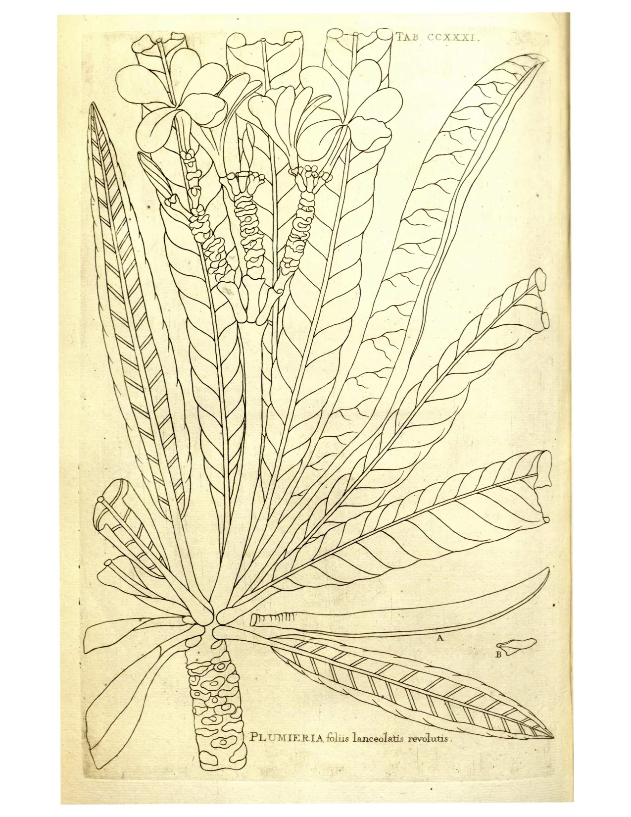 Plumeria alba as drawn by Charles Plumier Images from: Nova Planataram Americanarum Genera. 1703.