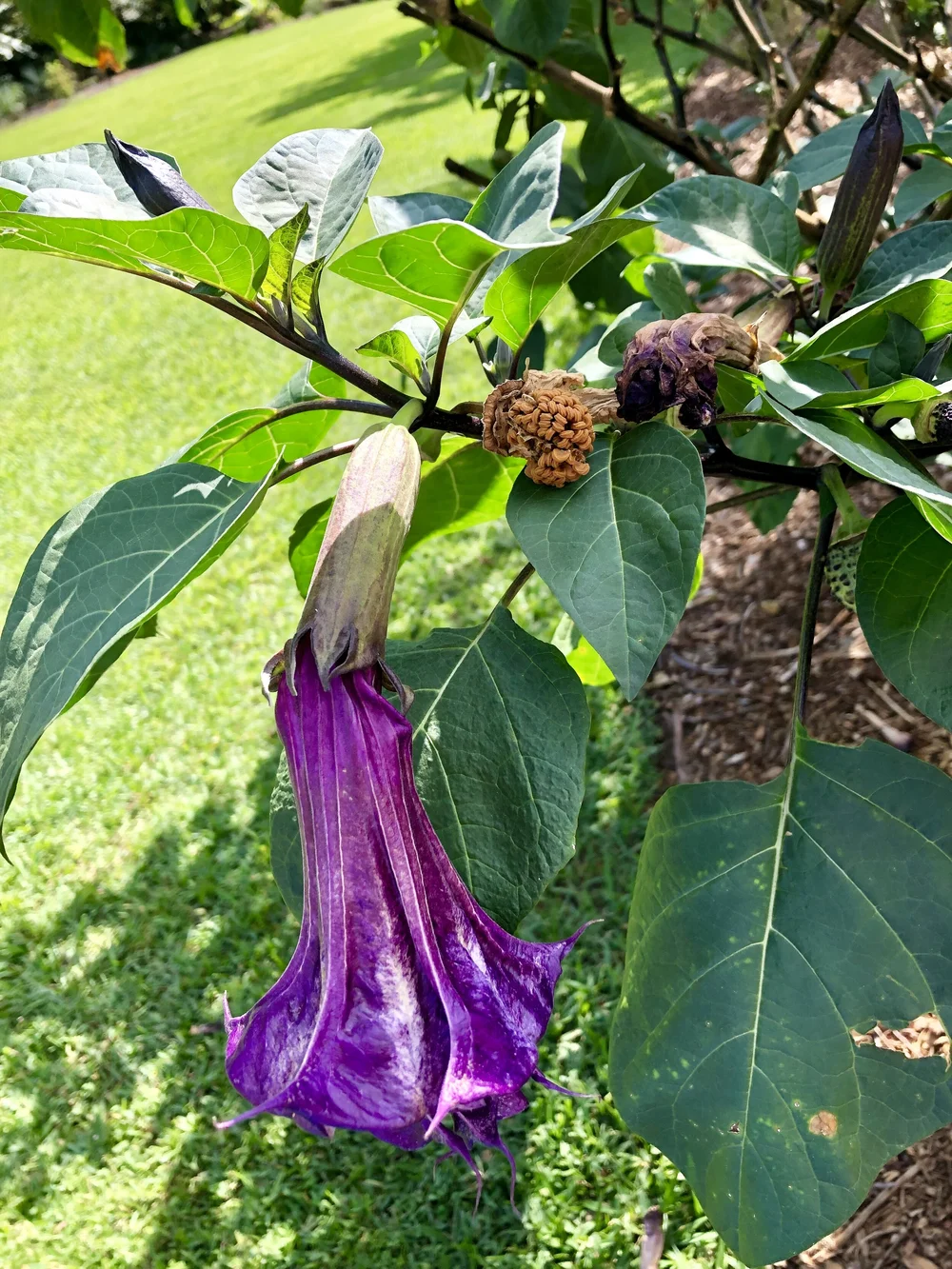 ‘devil’s trumpet’ 