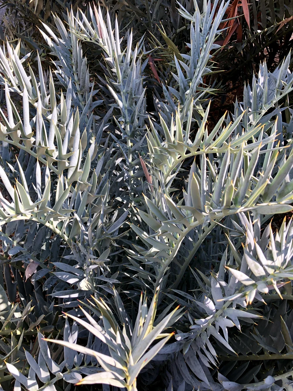 ‘ferocious blue cycad’