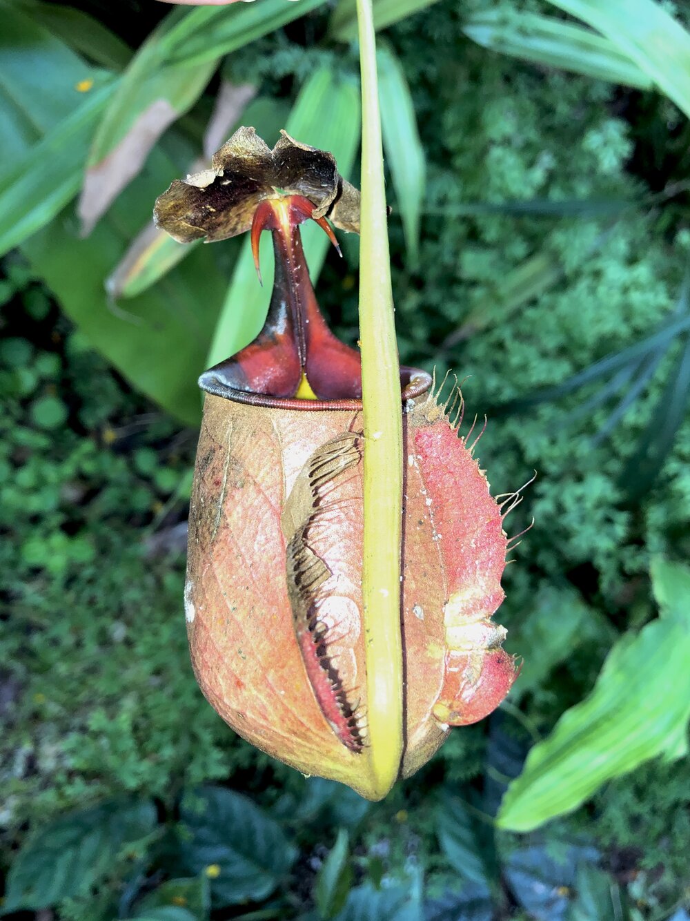 ‘vampire pitcher’