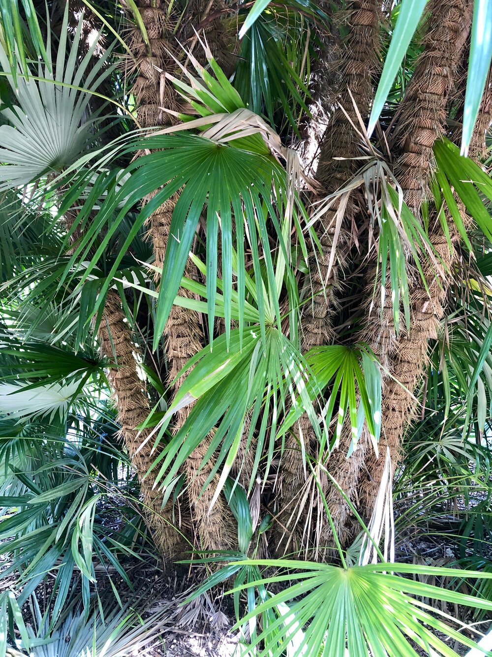 ‘zombie palm’ 