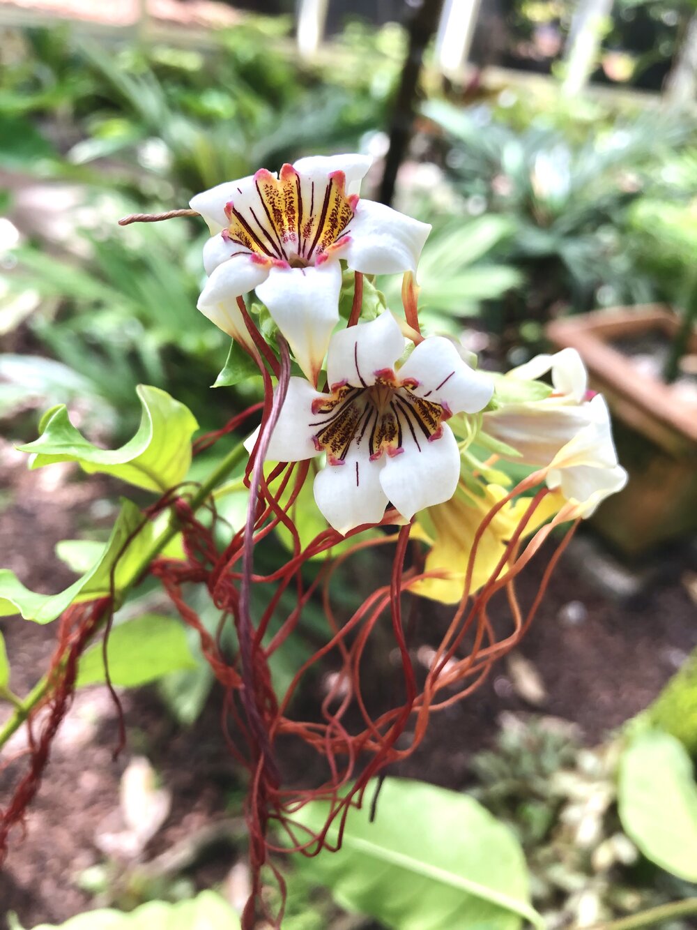 ‘poison rope plant’