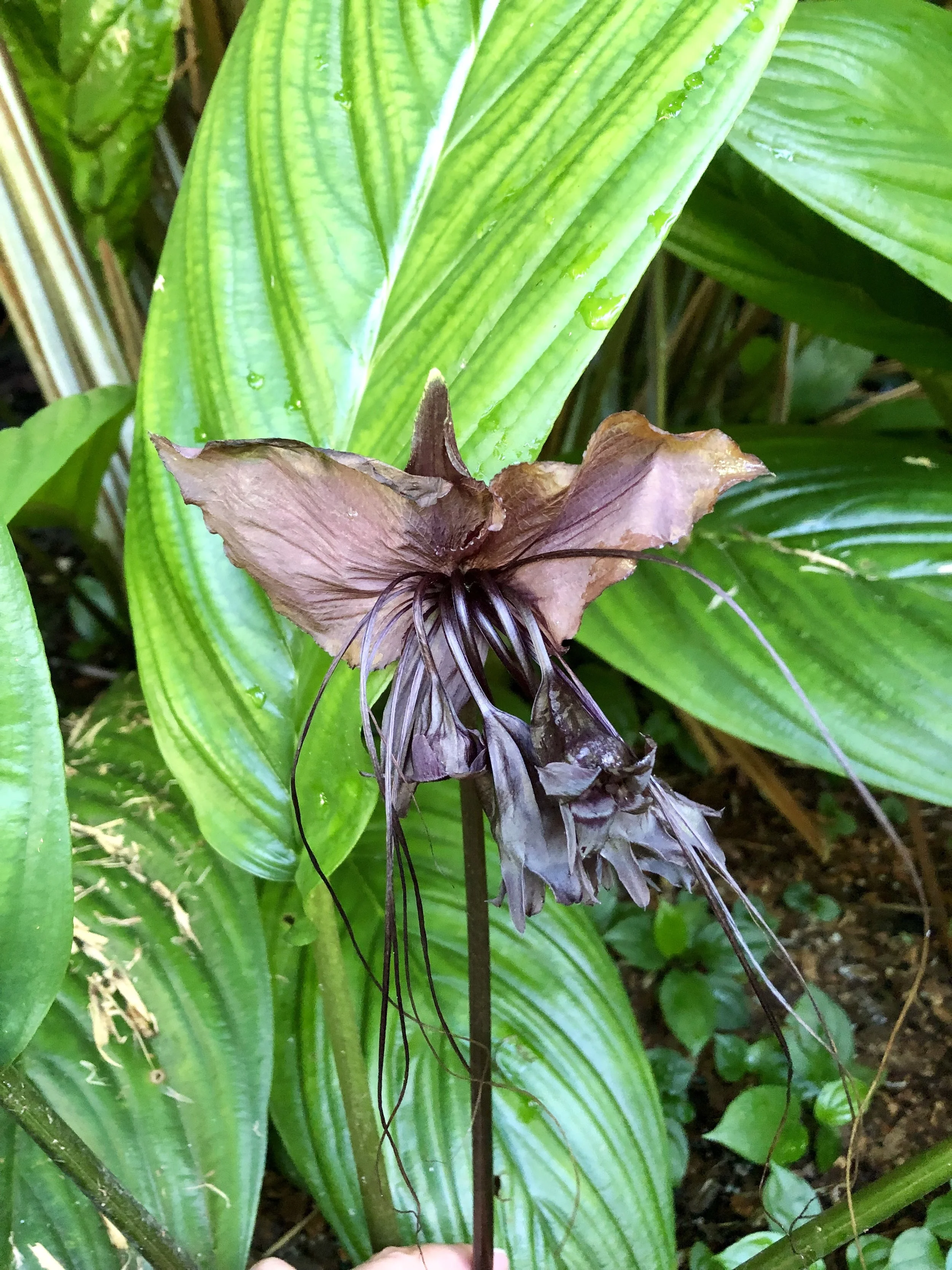 Halloween at Fairchild Tropical Botanic Garden