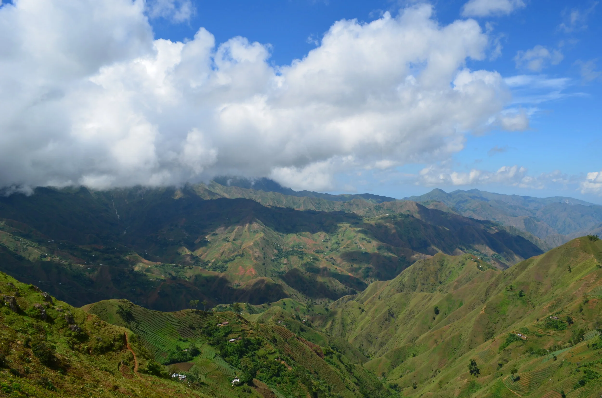 Plumeria in the mountains of Haiti