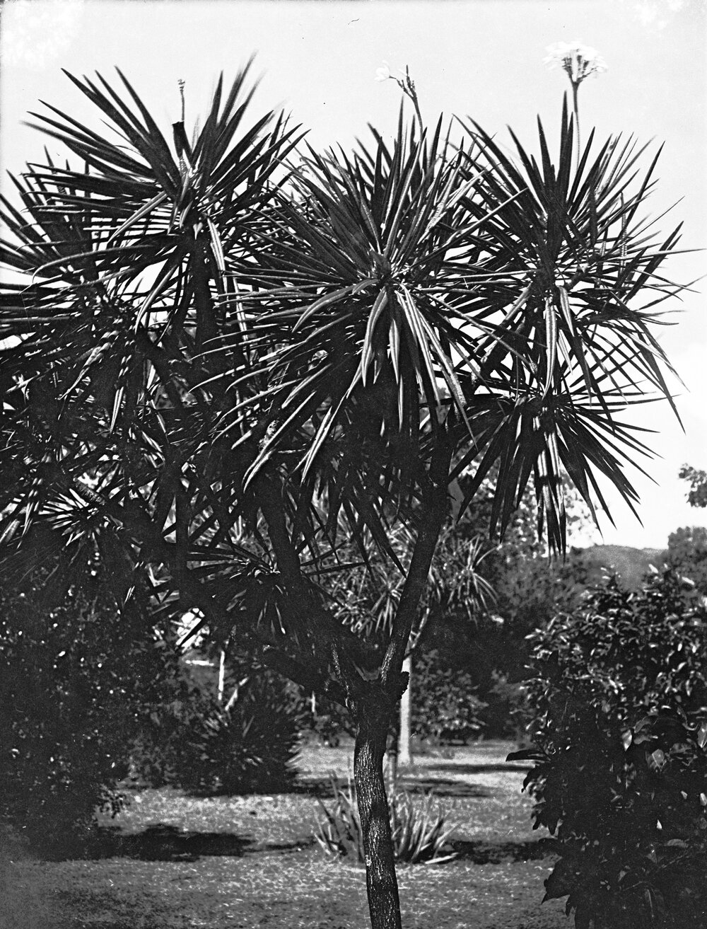 Plumeria alba growing in a park in St. Kitts