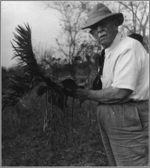 Bactris guineensis (Arecaceae).  Baranoa, Colombia, 1948 