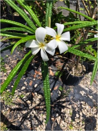 Plumeria alba growing at Fairchild Tropical Botanic Garden