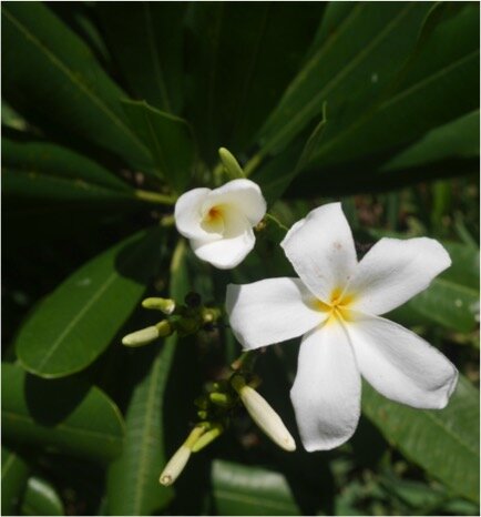 Plumeria obtusa growing at Fairchild Tropical Botanic Garden