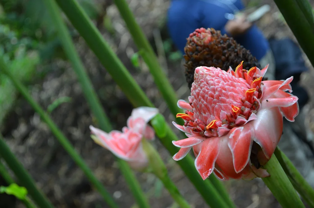 Zingiberaceae —Etlingera sp. 