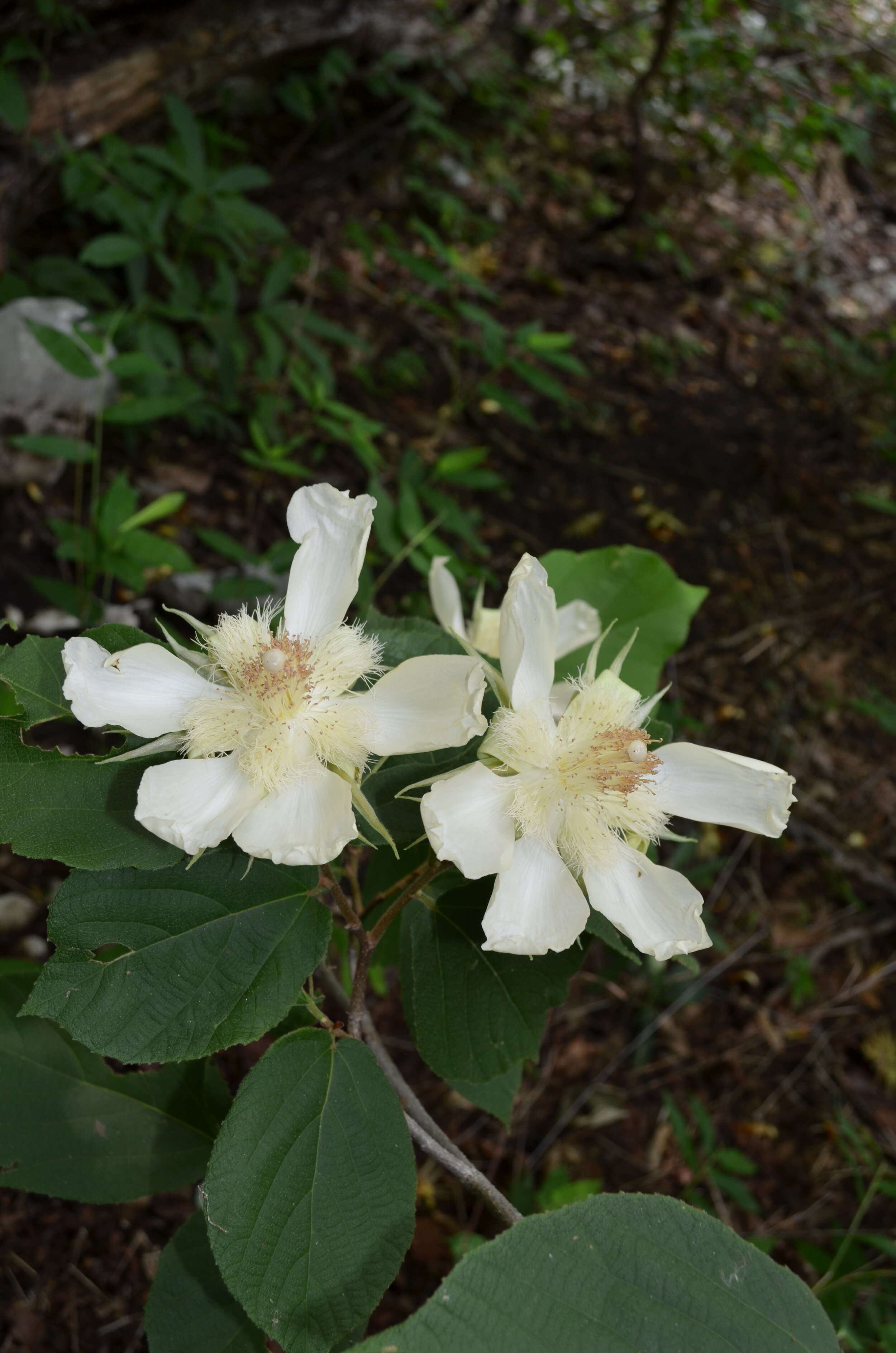 Malvaceae—Gauzuma omalia 