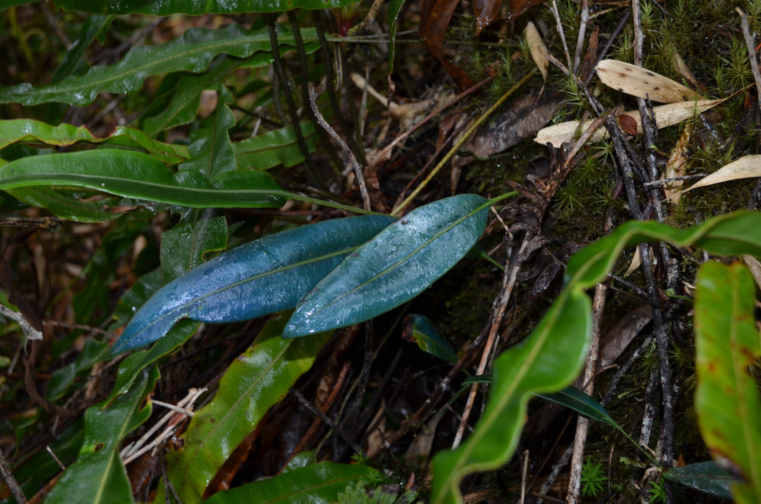 Dryopteridaceae—Elaphoglossum hoffamnnii